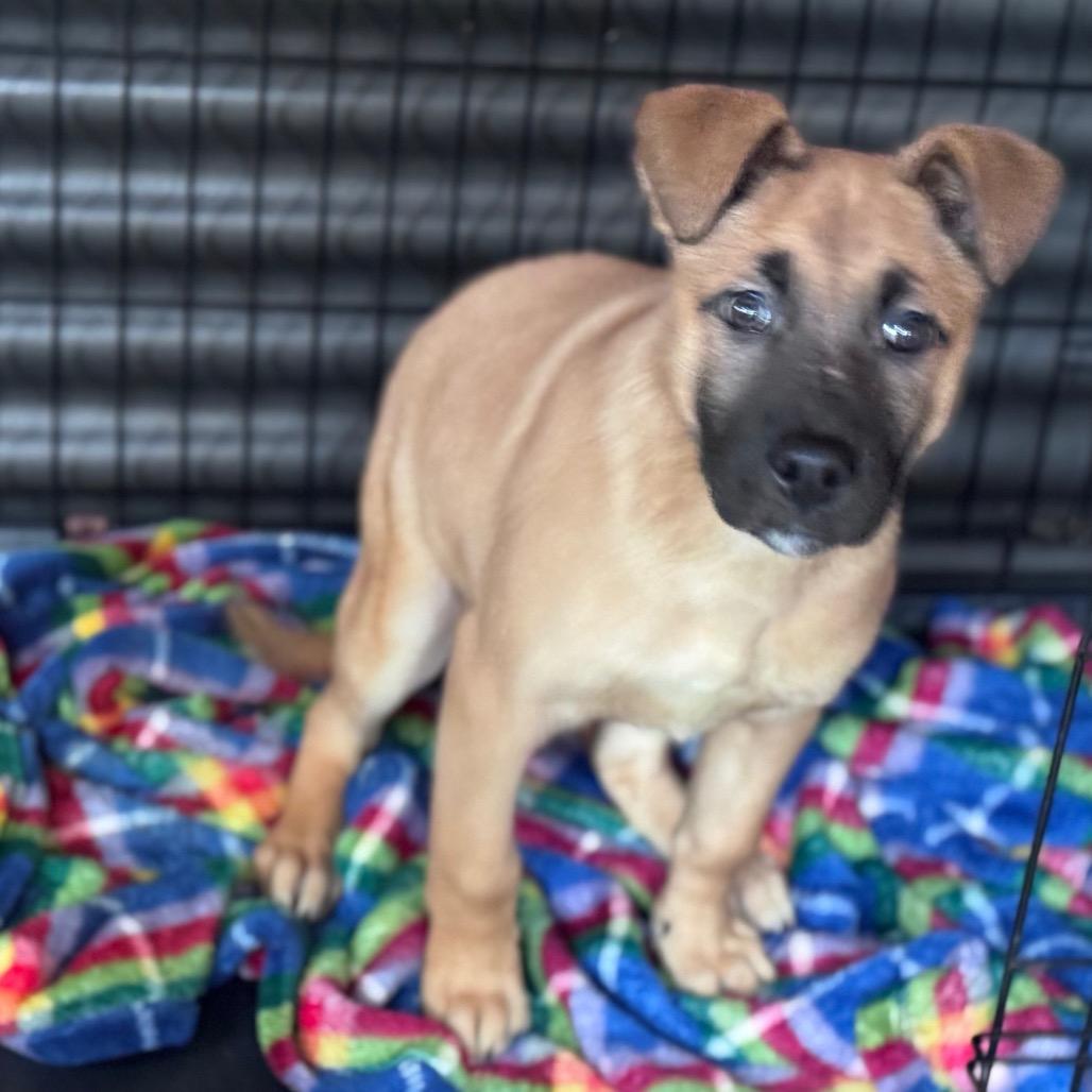 Artie, Adoptable, Puppy Male German Shepherd Dog & Mixed Breed.