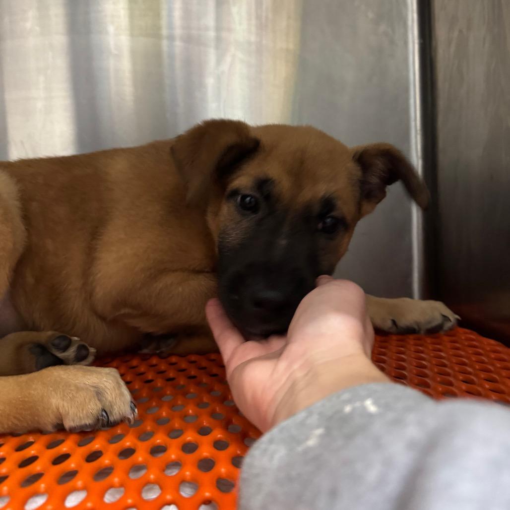 Enlarge Artie, a Adoptable mixed breed in Tacoma, WA image 2/4