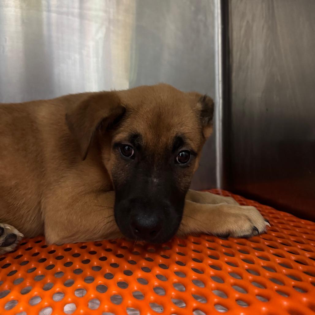 Enlarge Artie, a Adoptable mixed breed in Tacoma, WA image 3/4