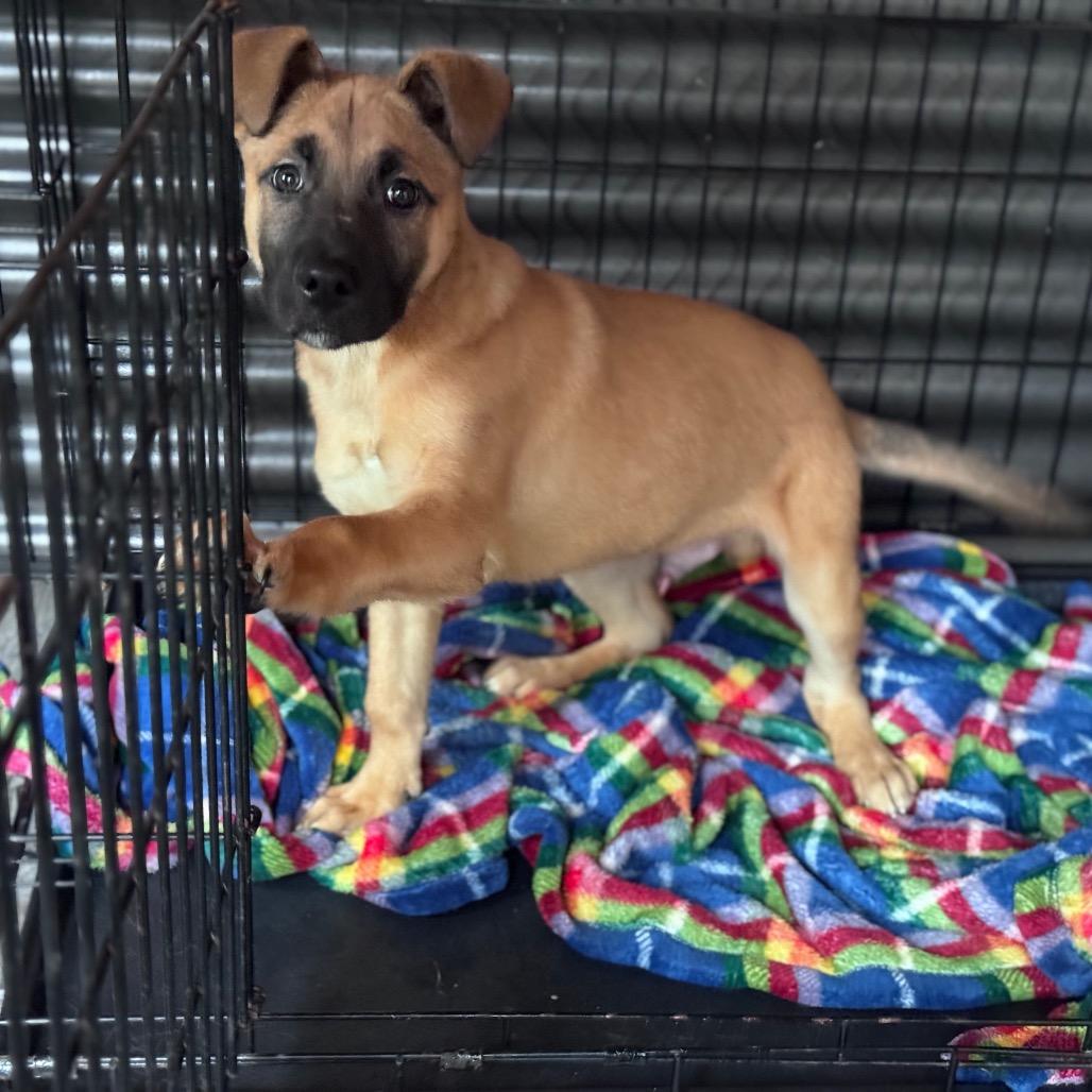 Enlarge Artie, a Adoptable mixed breed in Tacoma, WA image 4/4