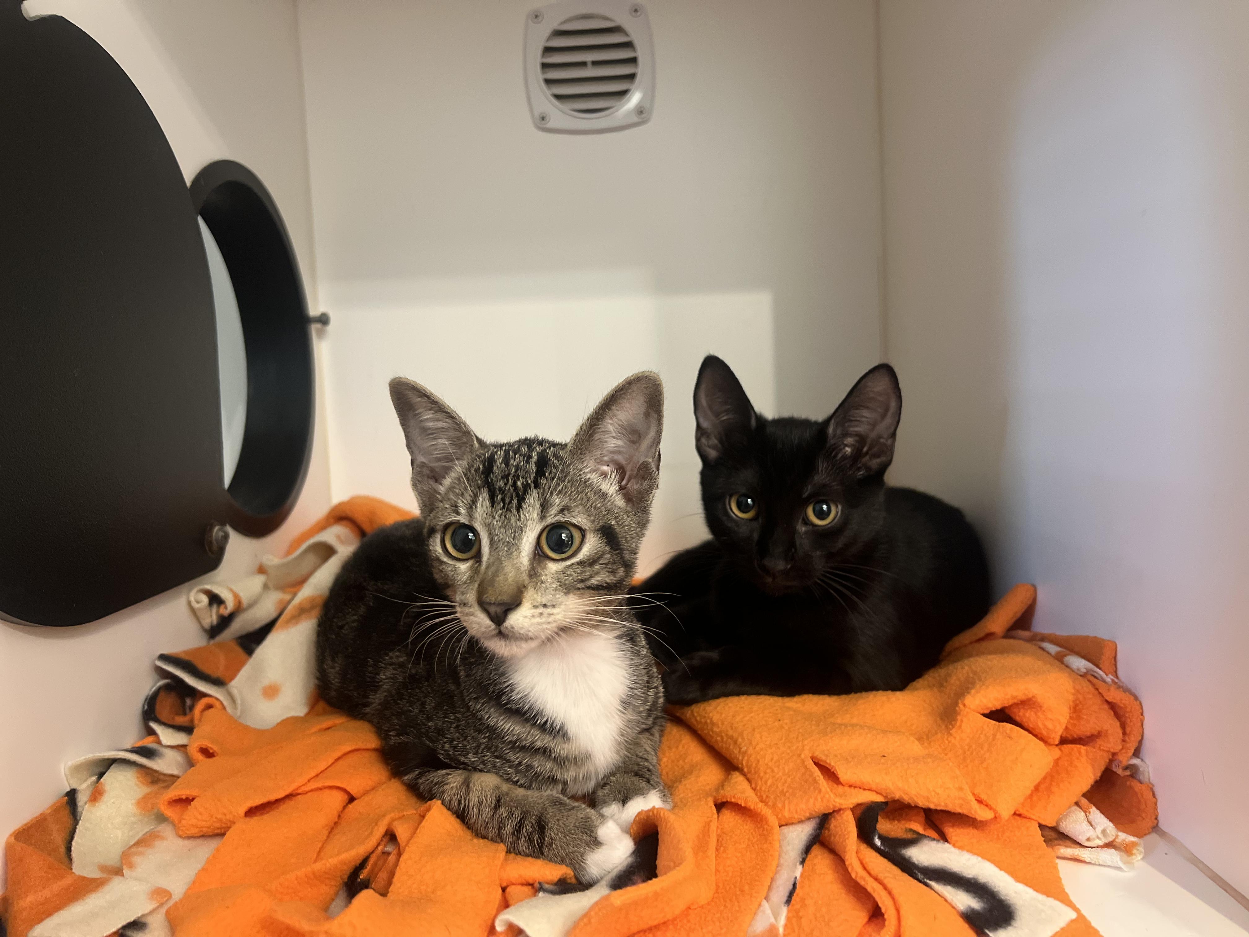 Enlarge Mantis Shrimp and Roy, a Adoptable Domestic Short Hair in Wellesley, MA image 1/5