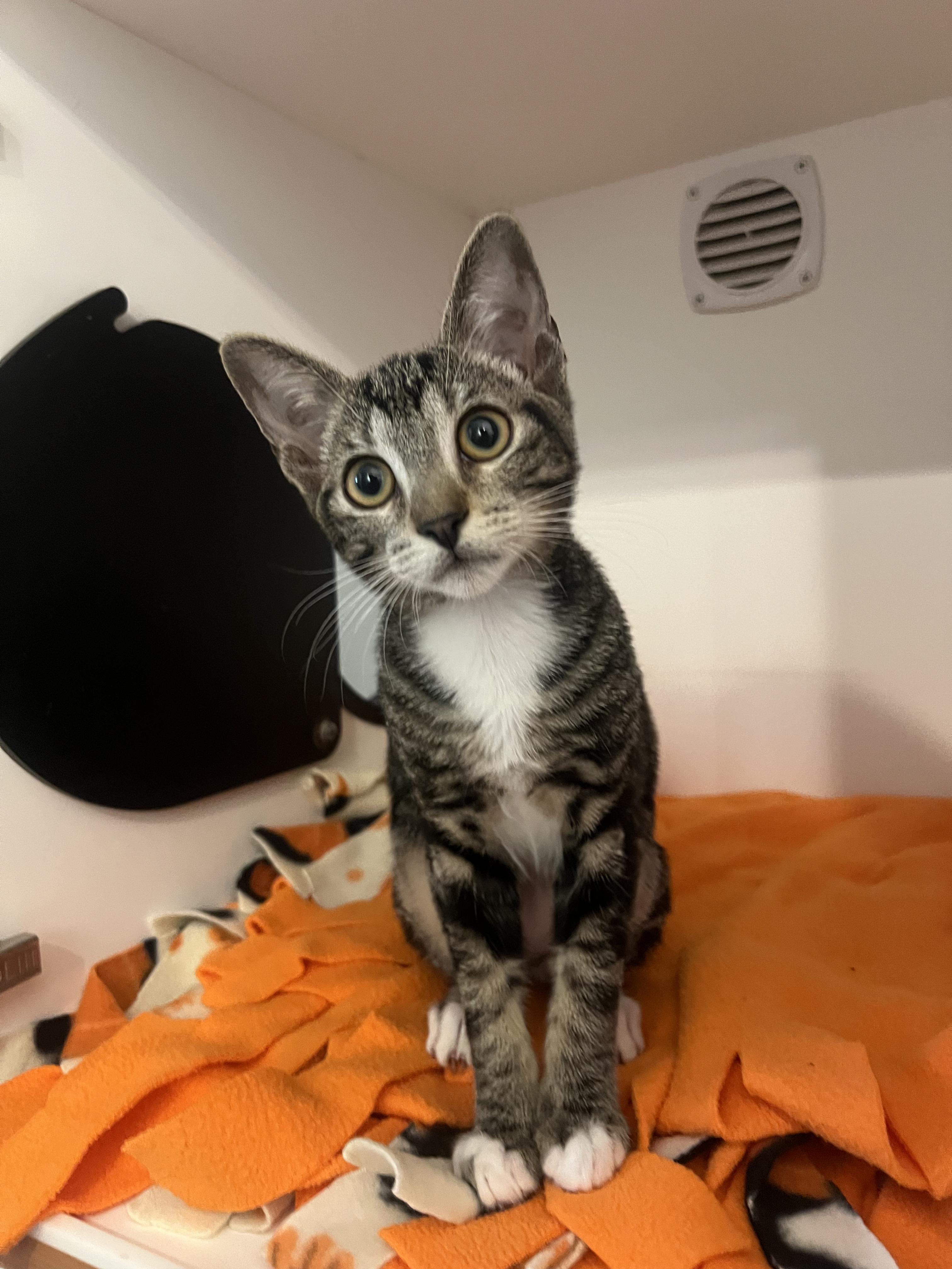 Enlarge Mantis Shrimp and Roy, a Adoptable Domestic Short Hair in Wellesley, MA image 2/5