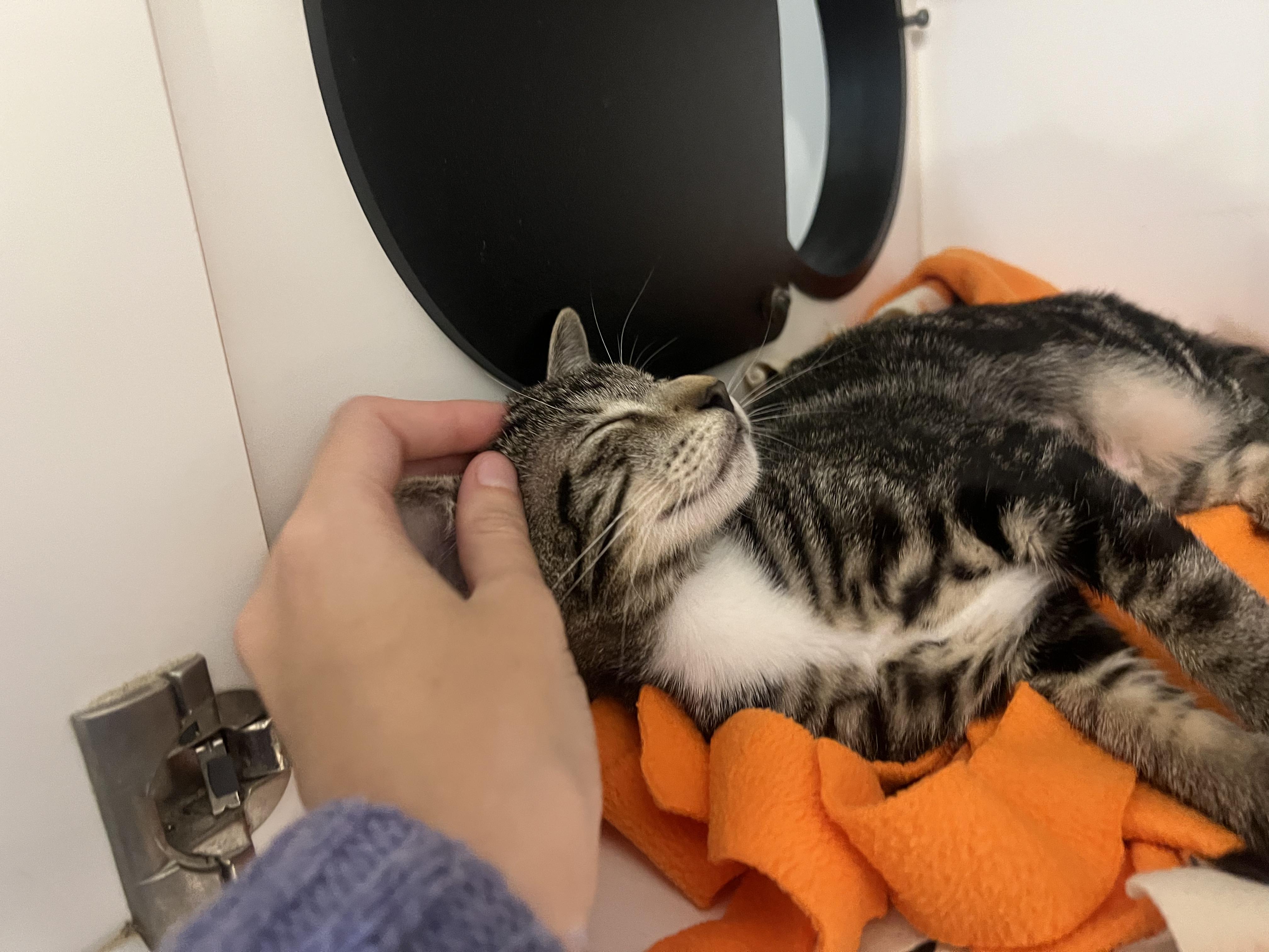 Enlarge Mantis Shrimp and Roy, a Adoptable Domestic Short Hair in Wellesley, MA image 3/5