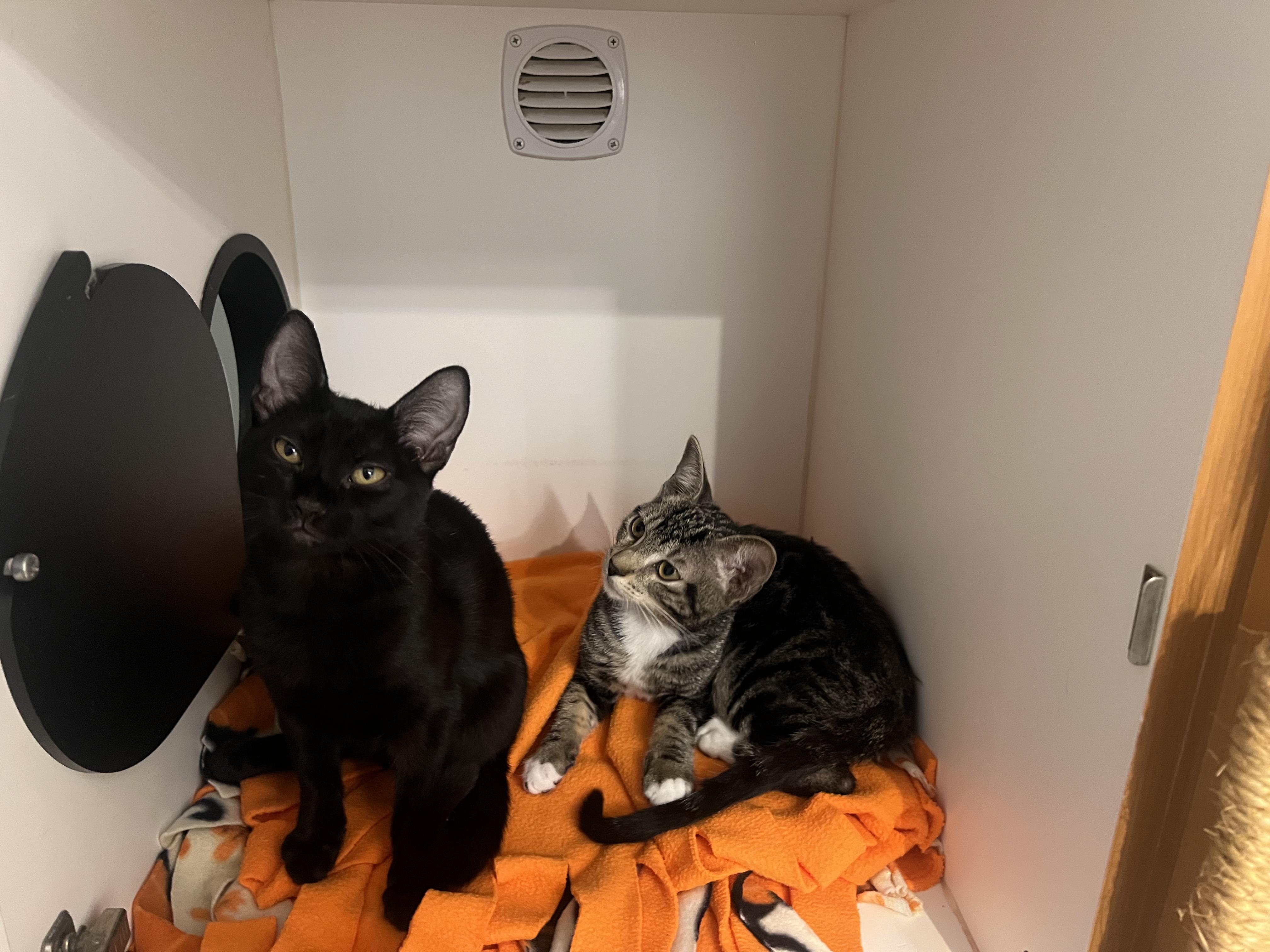 Enlarge Mantis Shrimp and Roy, a Adoptable Domestic Short Hair in Wellesley, MA image 5/5