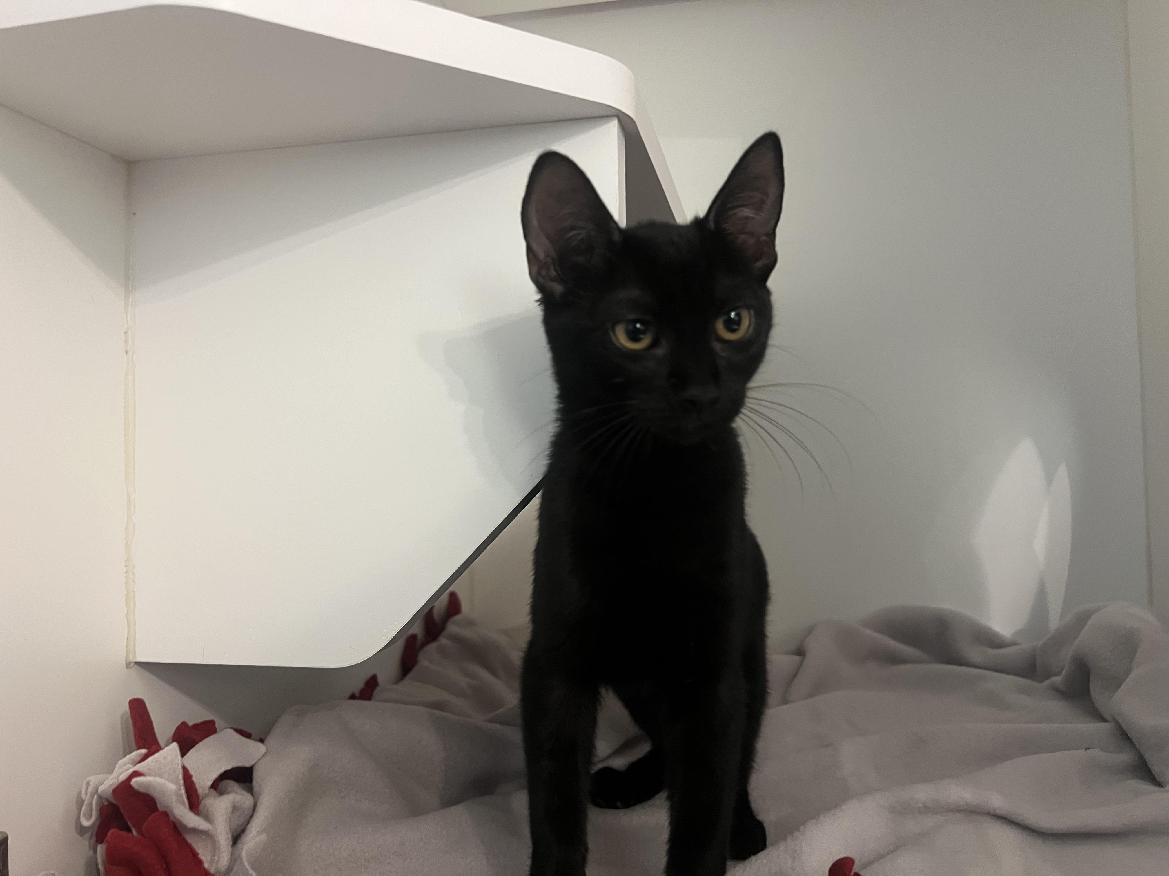 Enlarge Mantis Shrimp and Roy, a Adoptable Domestic Short Hair in Wellesley, MA image 4/5