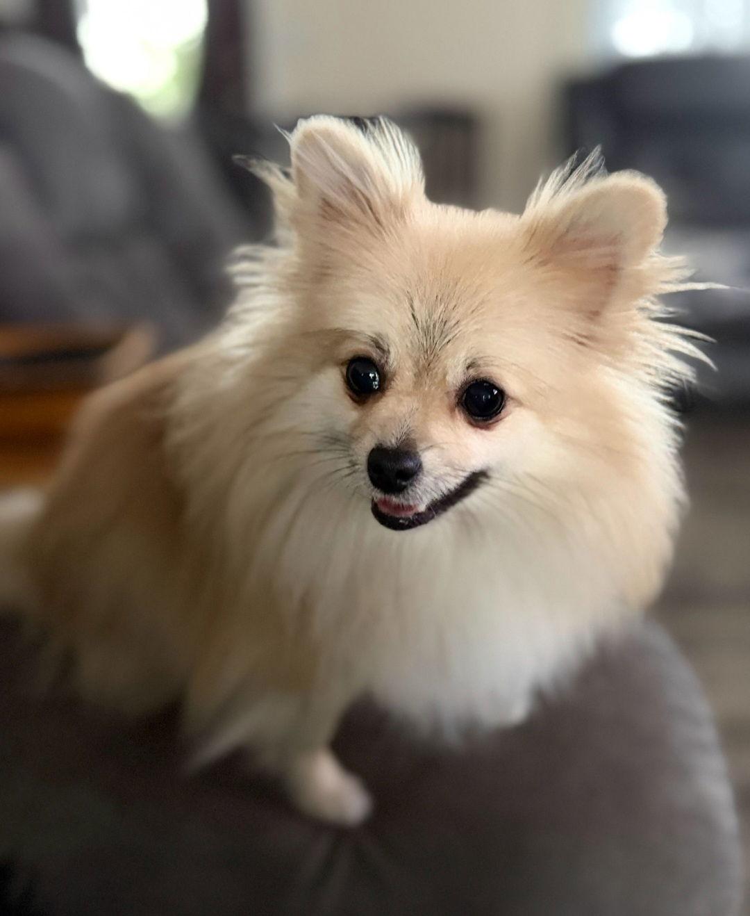 Enlarge Peppers, a Adopted Pomeranian in Lebanon, PA image 2/3