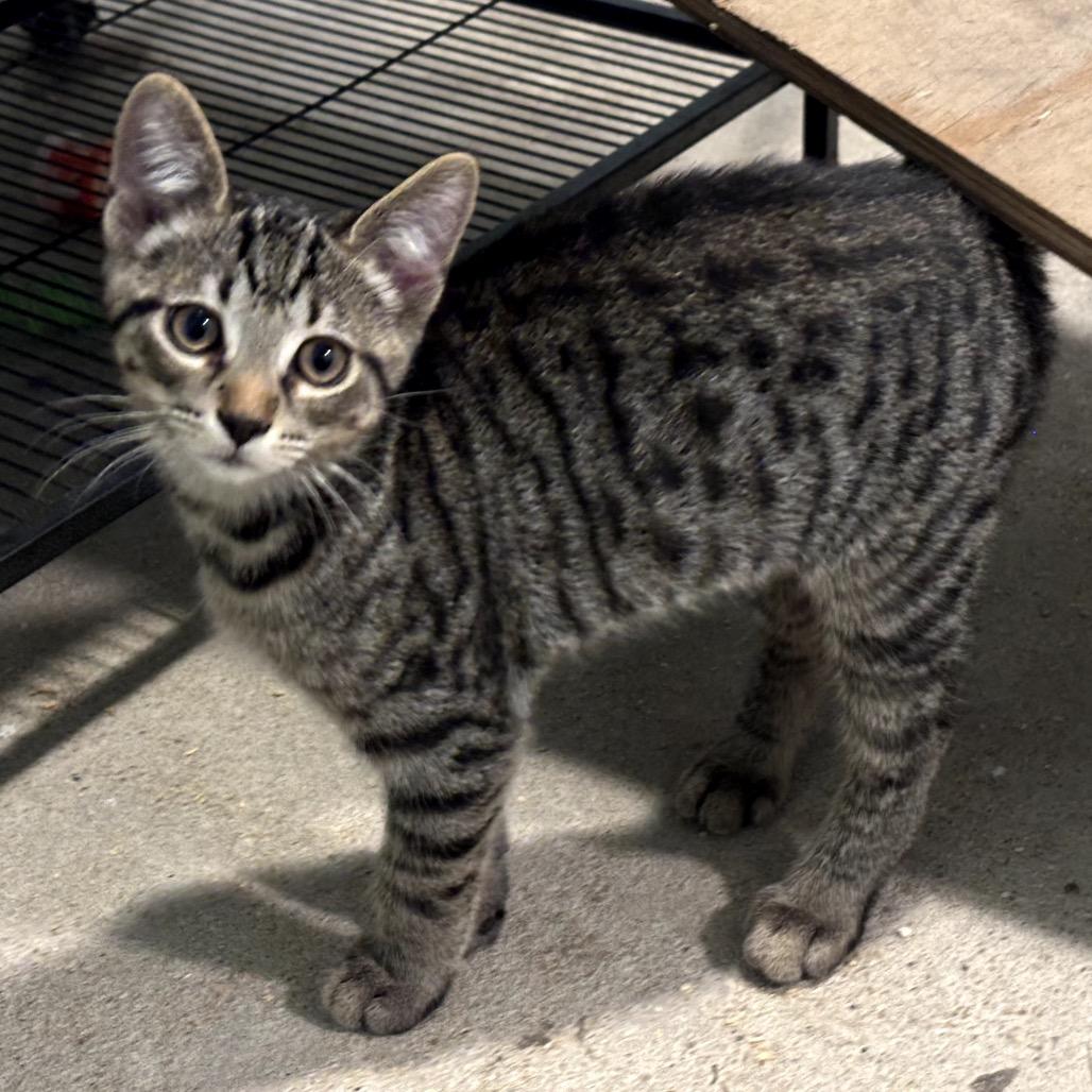 Chip, a Adoptable Domestic Short Hair in Rochester, MN image 1/6