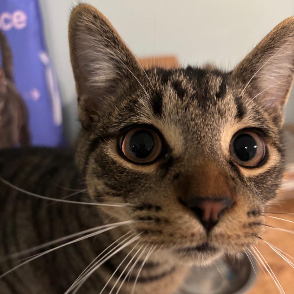 Chip, a Adoptable Domestic Short Hair in Rochester, MN image 2/6