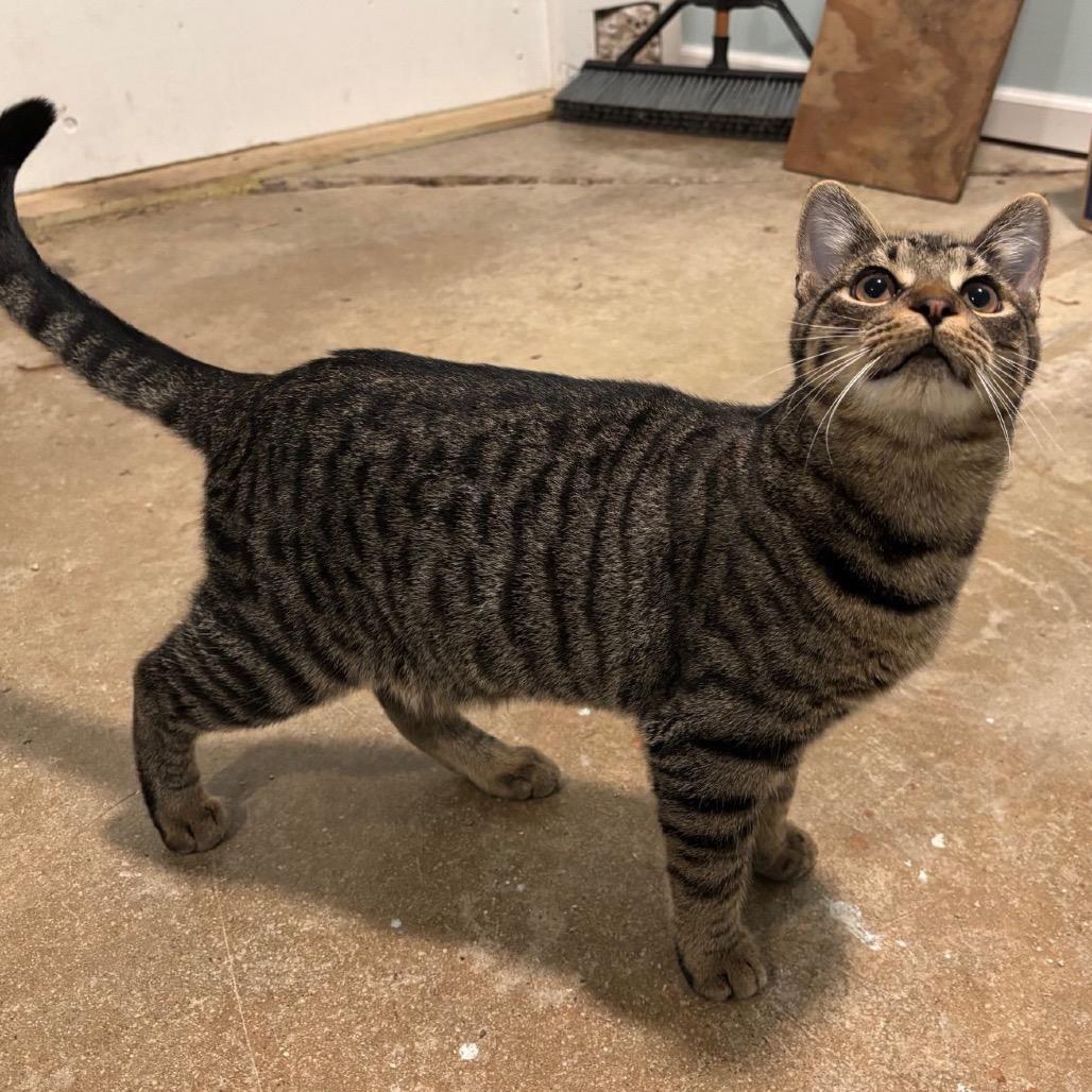 Chip, a Adoptable Domestic Short Hair in Rochester, MN image 3/6