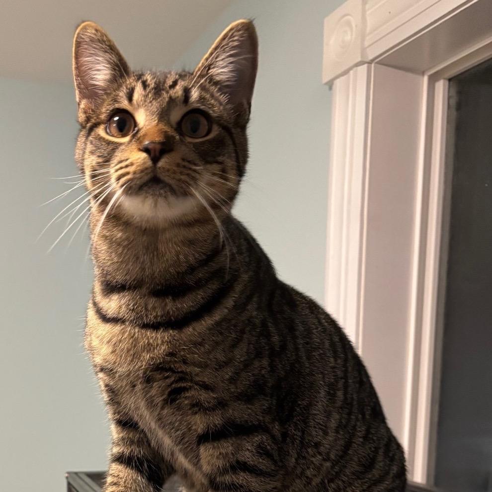 Chip, a Adoptable Domestic Short Hair in Rochester, MN image 5/6