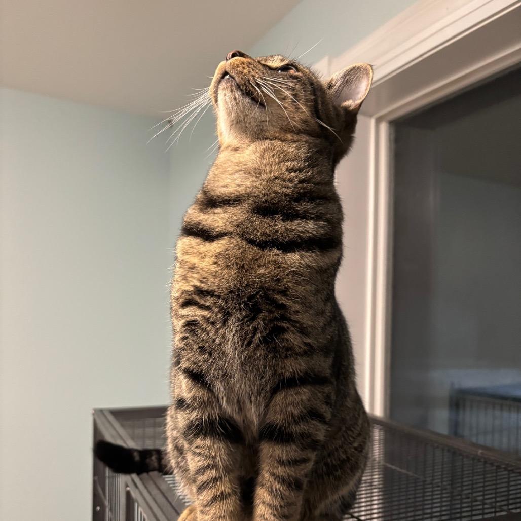 Chip, a Adoptable Domestic Short Hair in Rochester, MN image 6/6