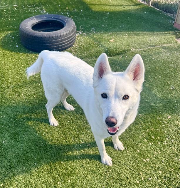 Enlarge MILLIE, a Adoptable Siberian Husky in Toronto, ON image 1/1