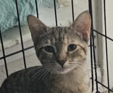 Gina Brown Tabby, a Adoptable mixed breed in Frisco, TX image 1/3