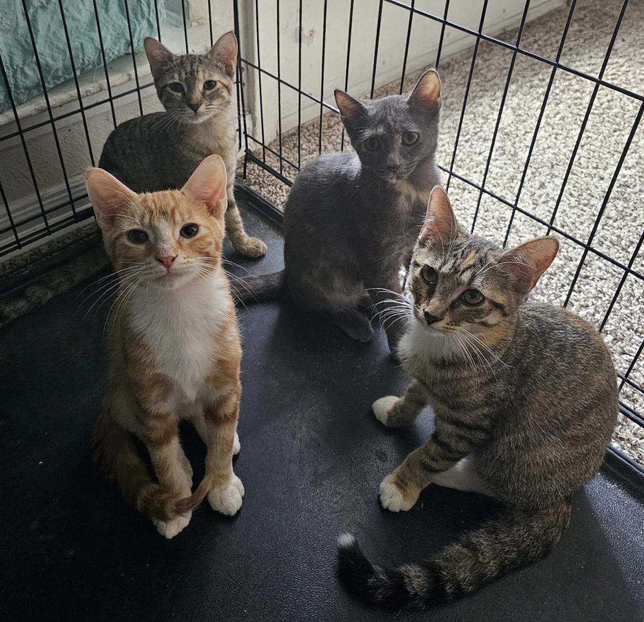 Gina Brown Tabby, a Adoptable mixed breed in Frisco, TX image 2/3