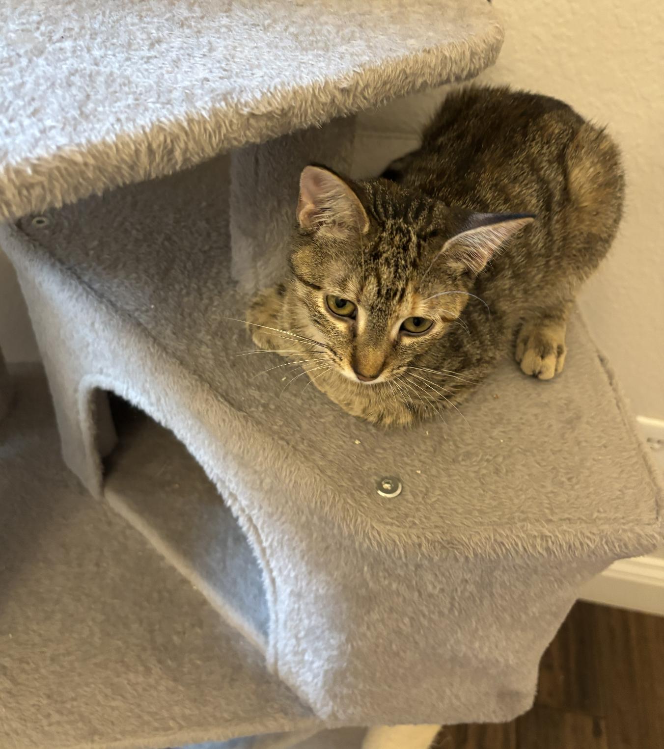 Gina Brown Tabby, a Adoptable mixed breed in Frisco, TX image 3/3