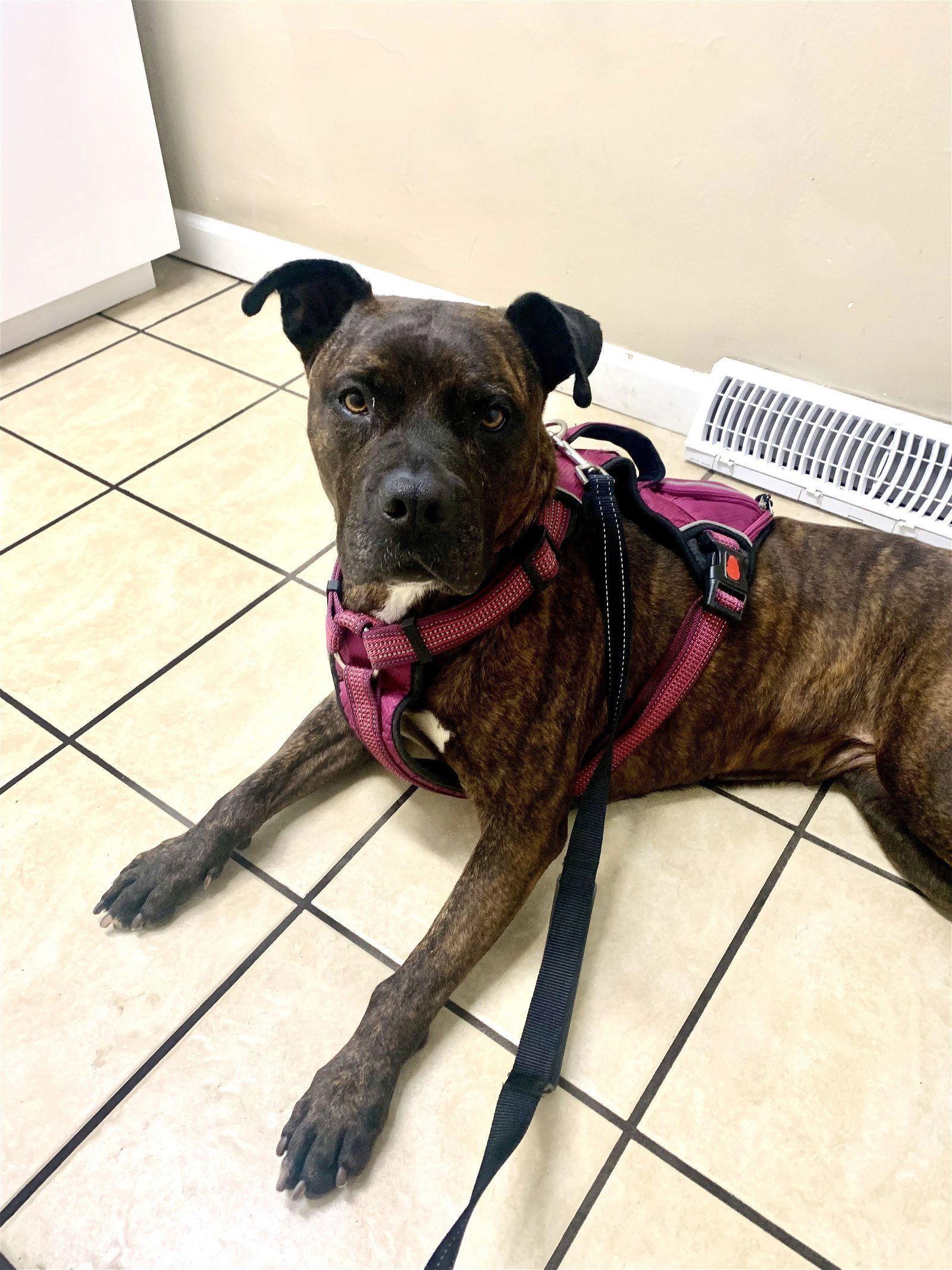 Coco - ISO Forever Foster, Adoptable, Senior Female Terrier.