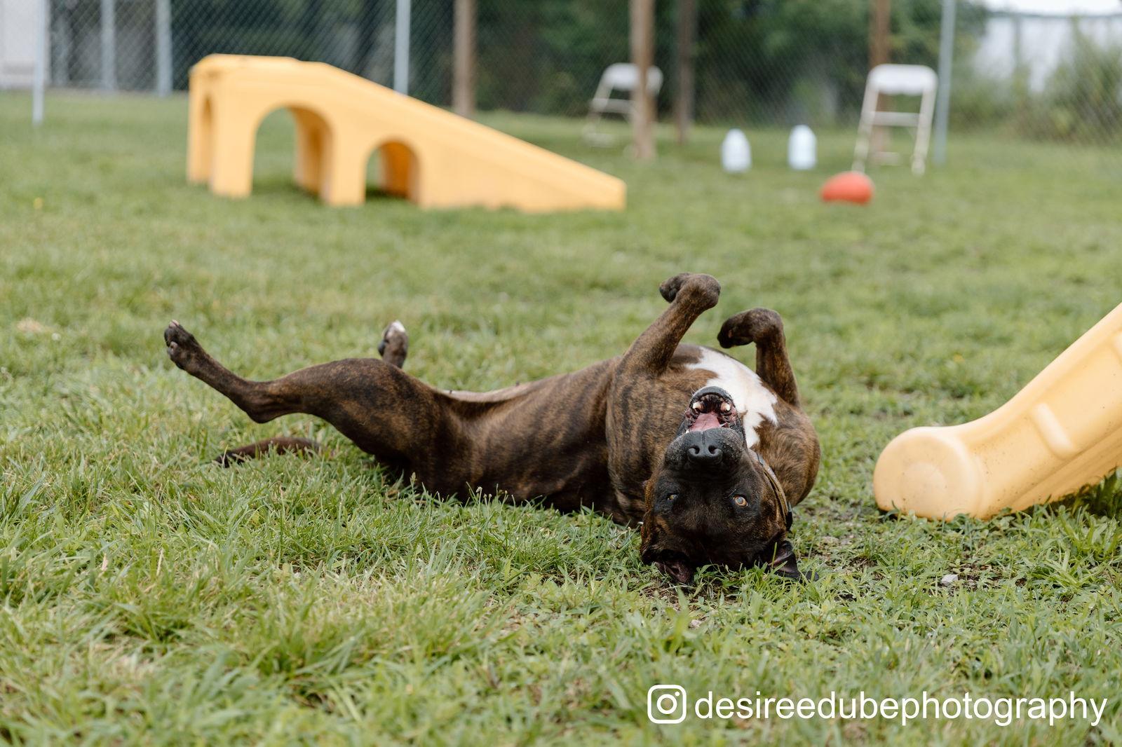 Enlarge Coco - ISO Forever Foster, a Adoptable Terrier in Cuyahoga Falls, OH image 2/3