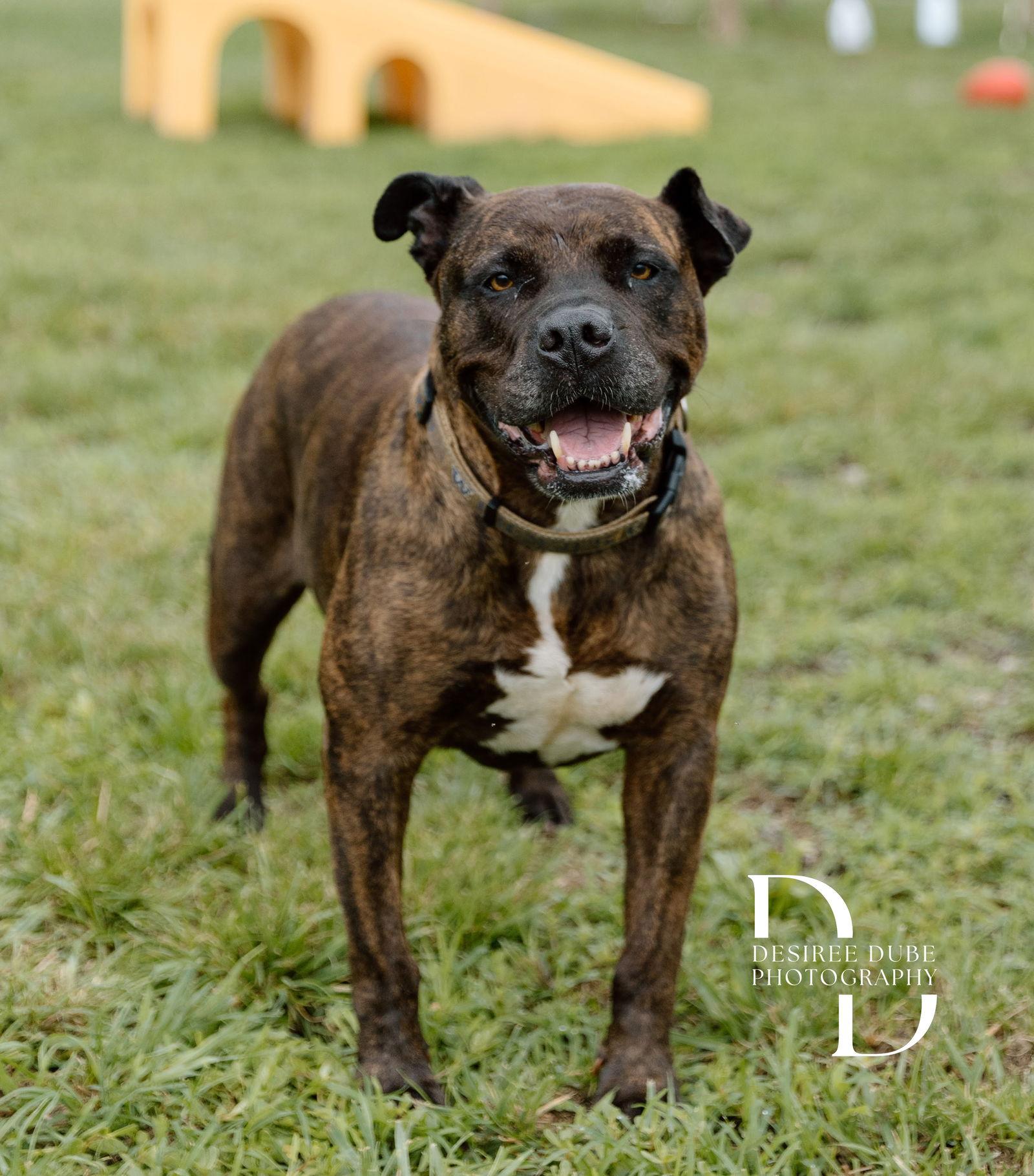 Enlarge Coco - ISO Forever Foster, a Adoptable Terrier in Cuyahoga Falls, OH image 3/3