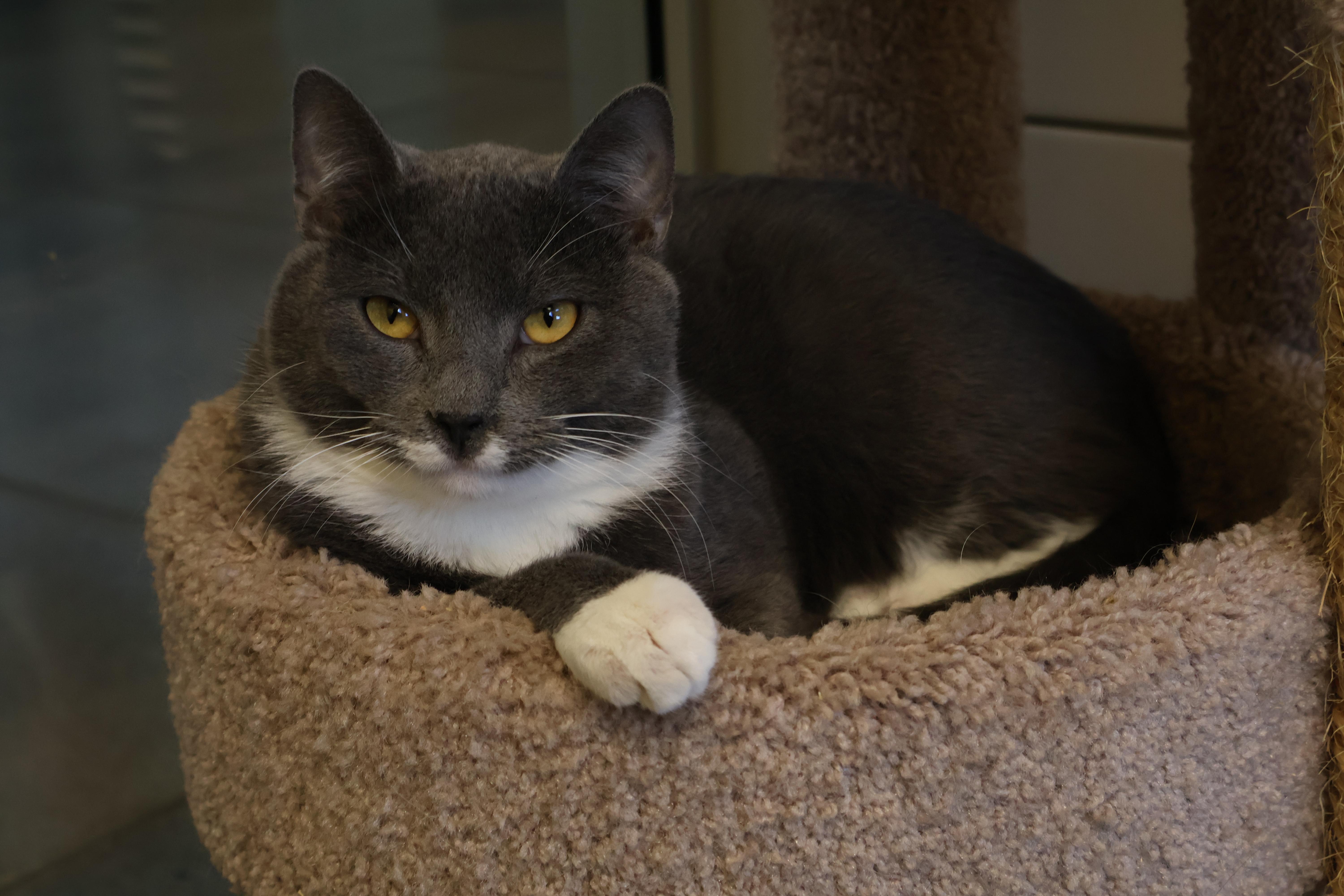 Art, an adopted Domestic Short Hair in Cedar Rapids, IA image 1/5