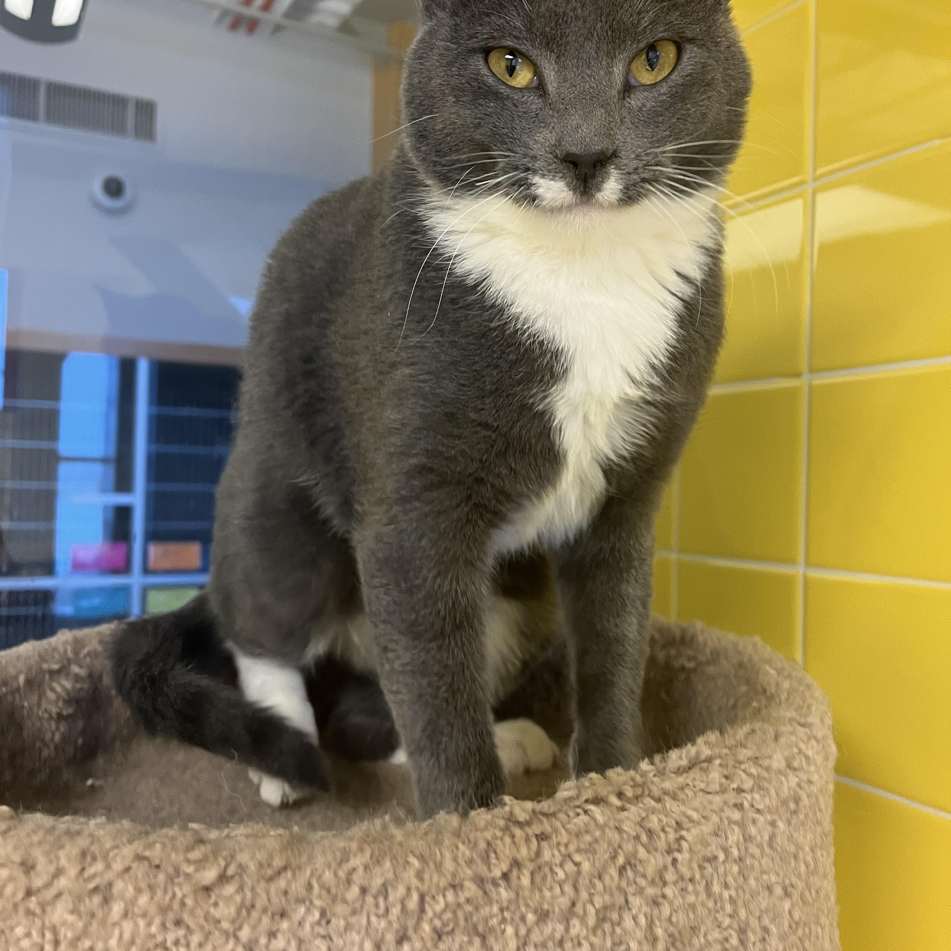 Art, an adopted Domestic Short Hair in Cedar Rapids, IA image 3/5