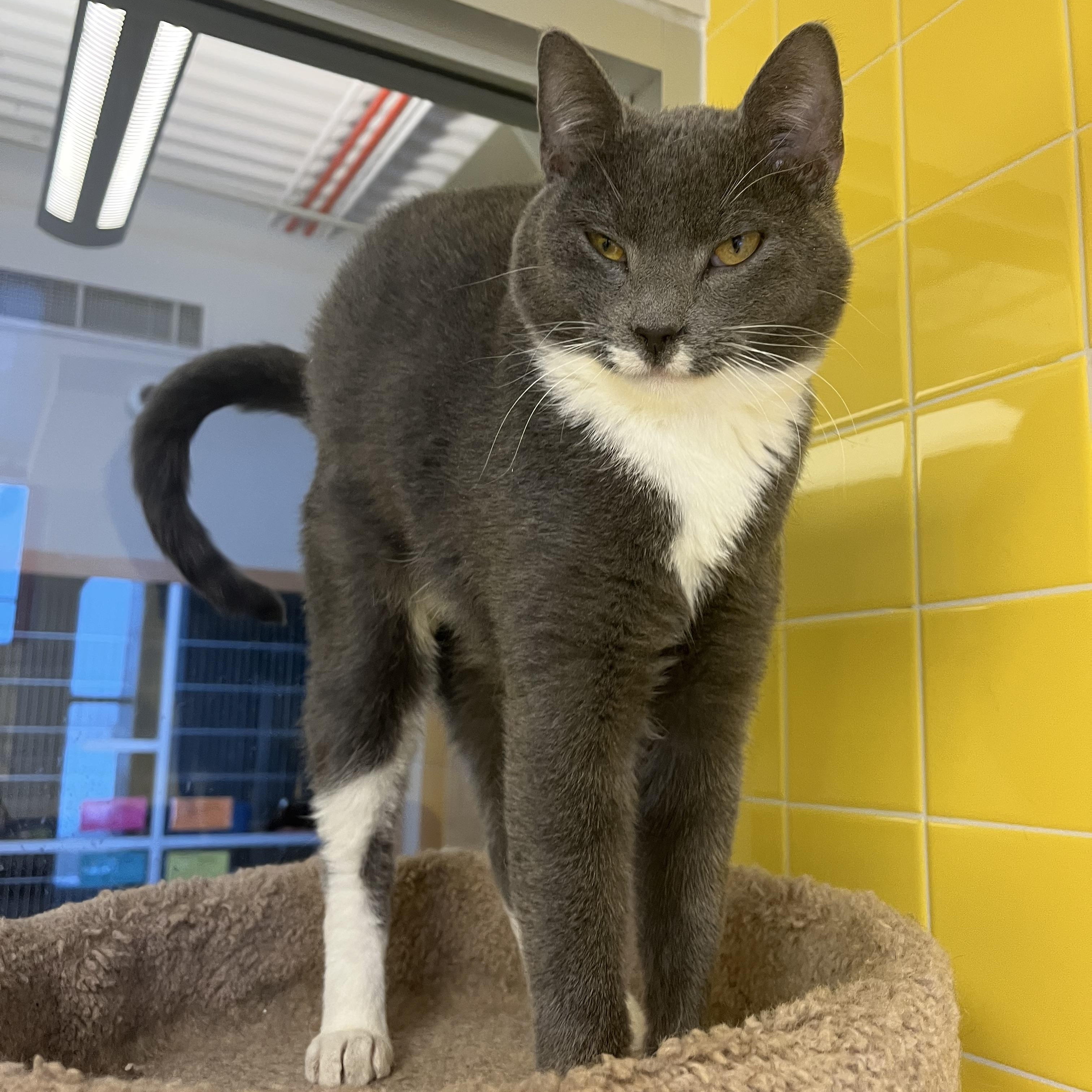 Art, an adopted Domestic Short Hair in Cedar Rapids, IA image 2/5