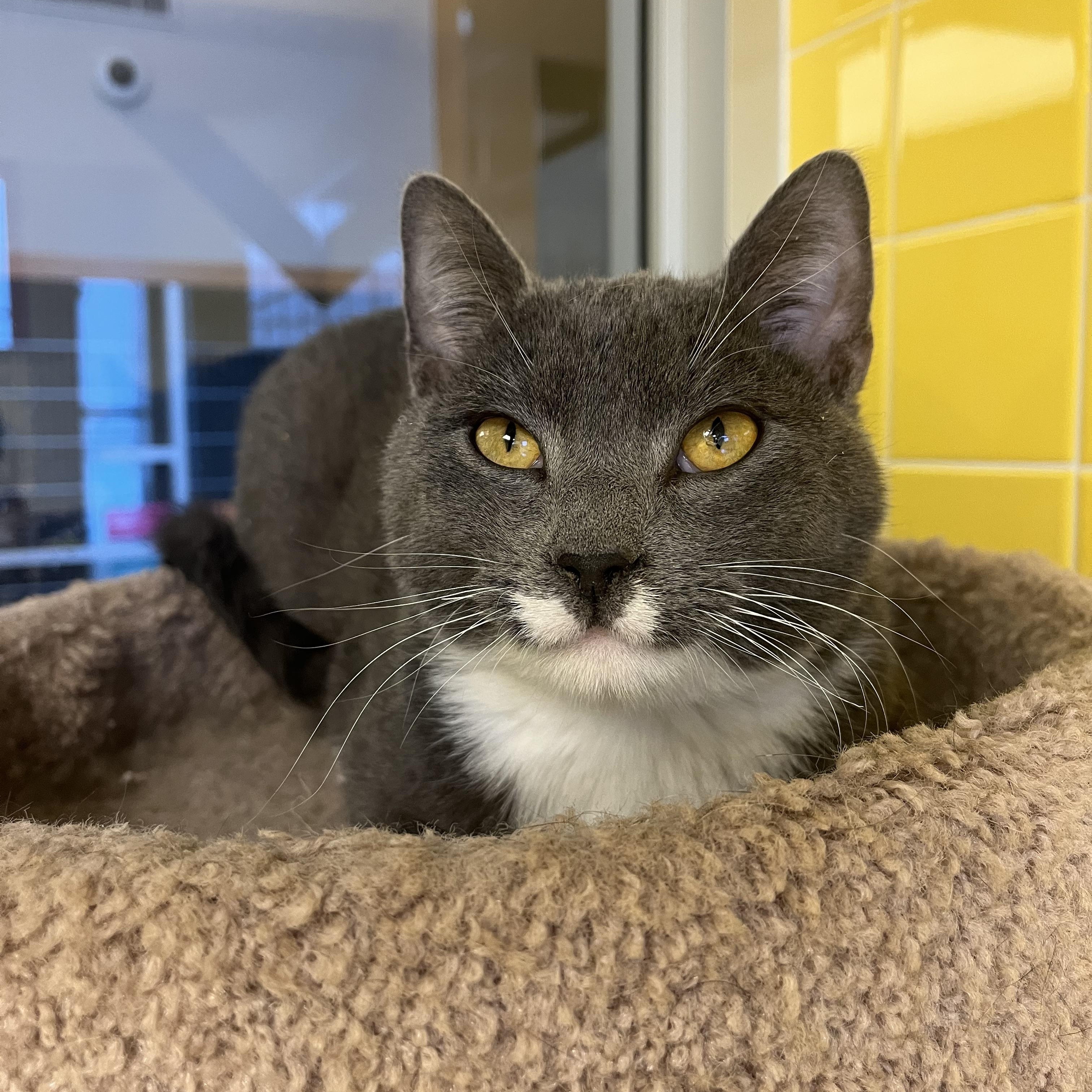 Art, an adopted Domestic Short Hair in Cedar Rapids, IA image 4/5