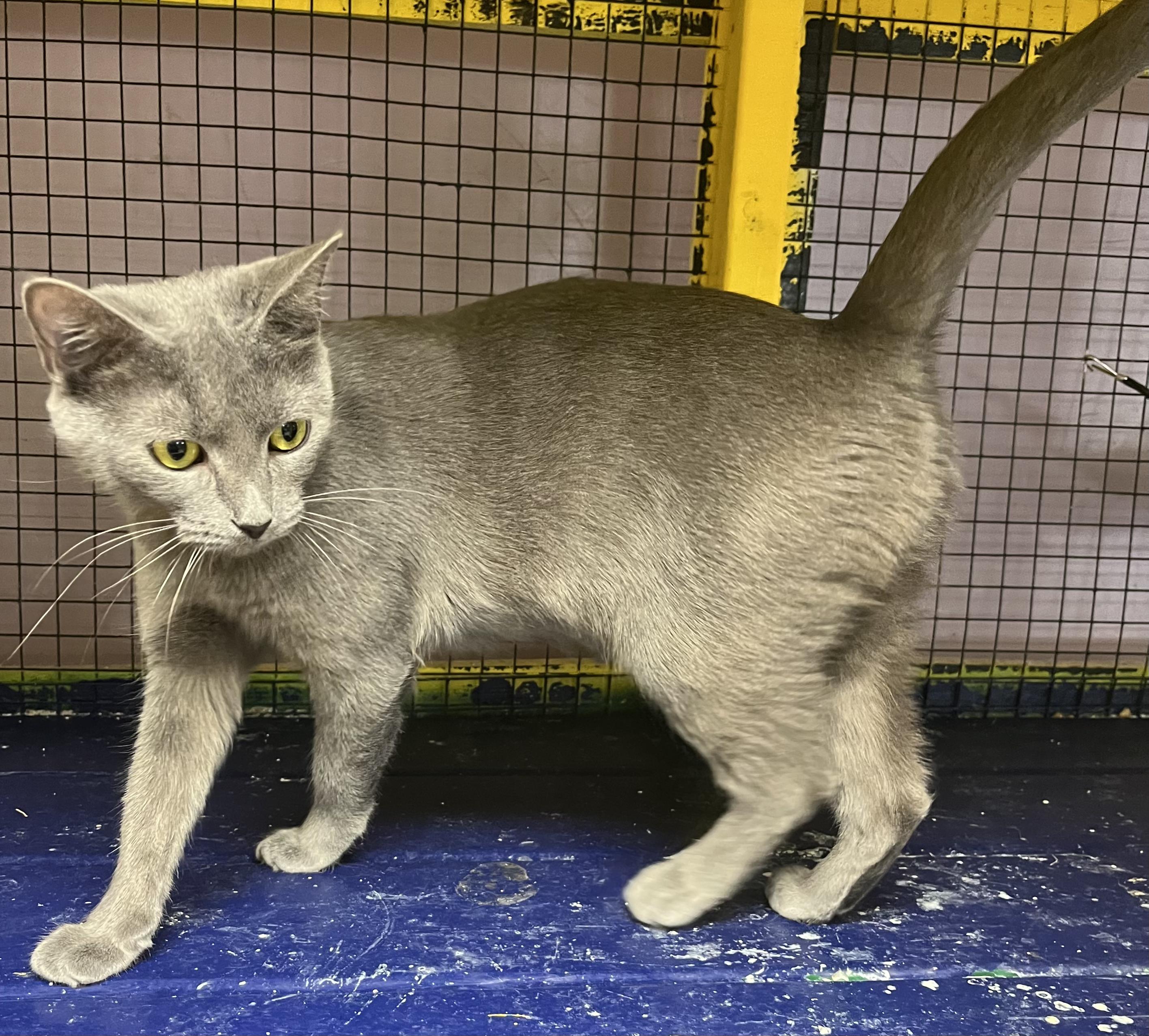 Feyre-Portofino PetSmart