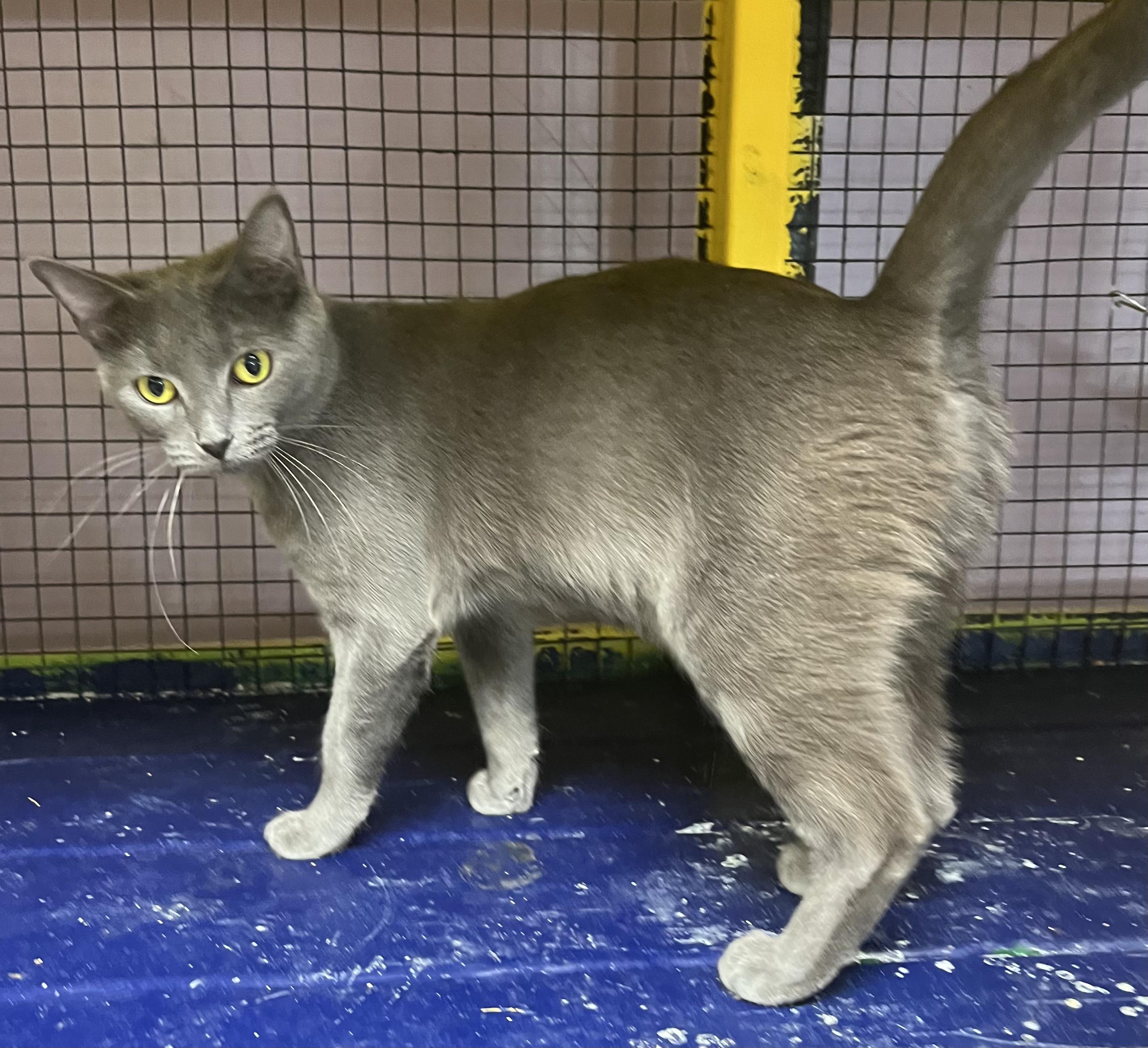 Feyre-Portofino PetSmart