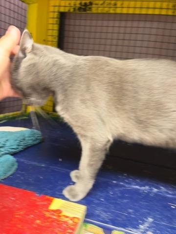 Feyre-Portofino PetSmart
