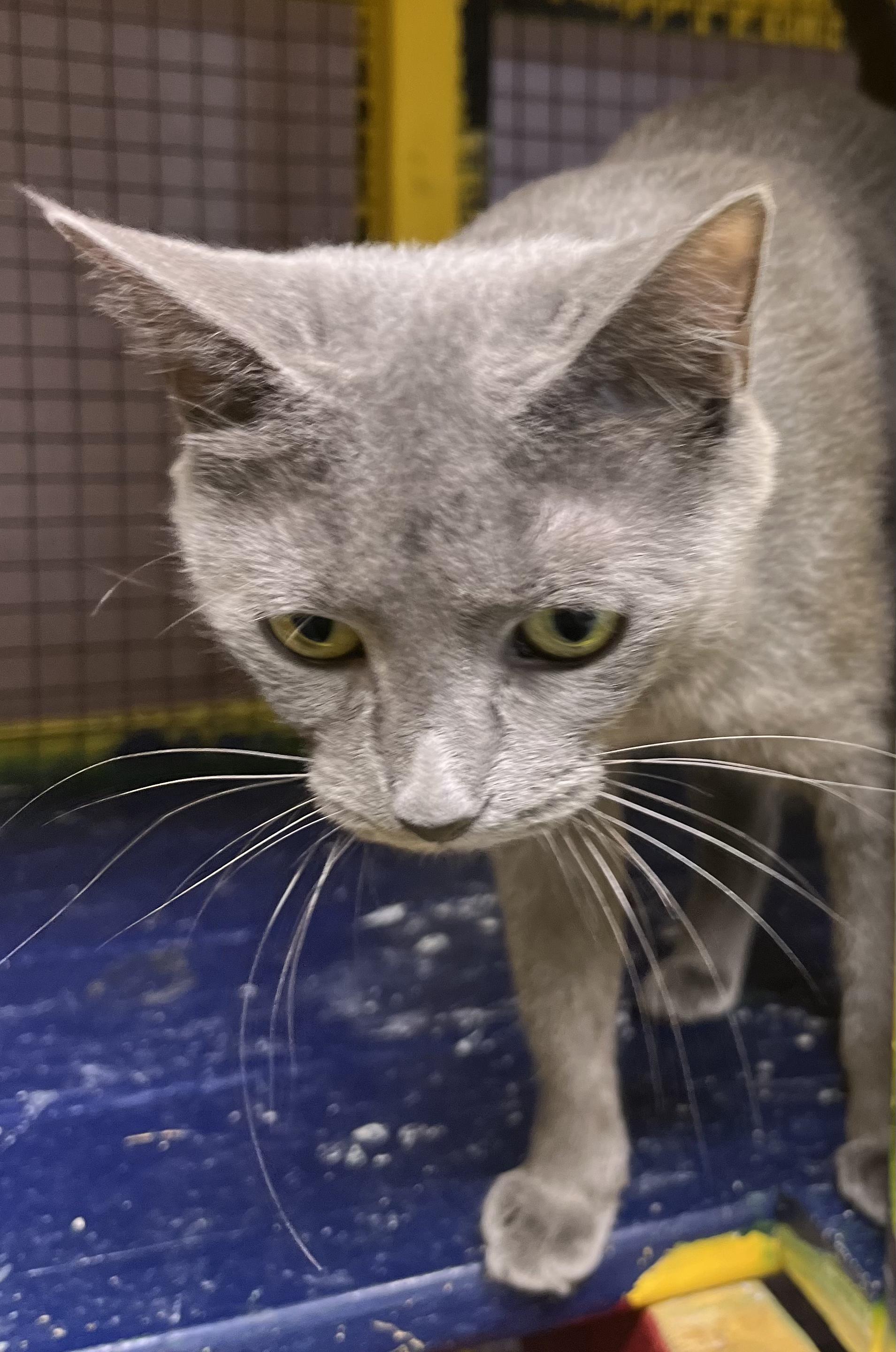 Feyre-Portofino PetSmart