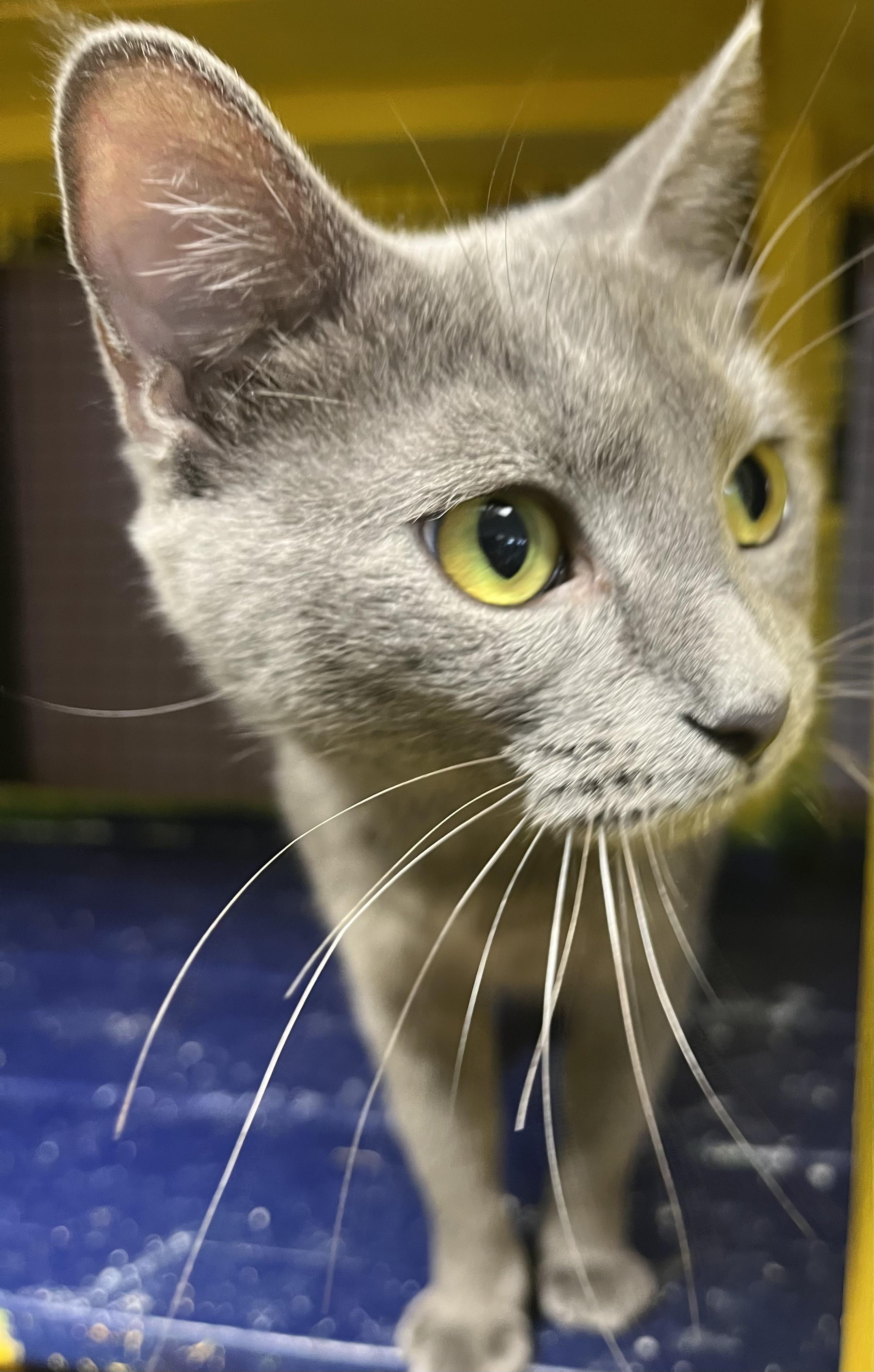 Feyre-Portofino PetSmart