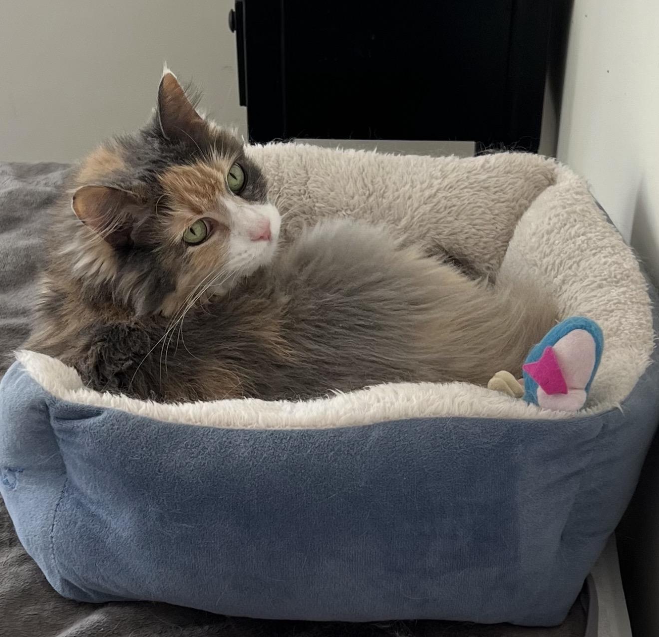 Enlarge Sunny 6475, a Adoptable Calico in Waldorf, MD image 2/2