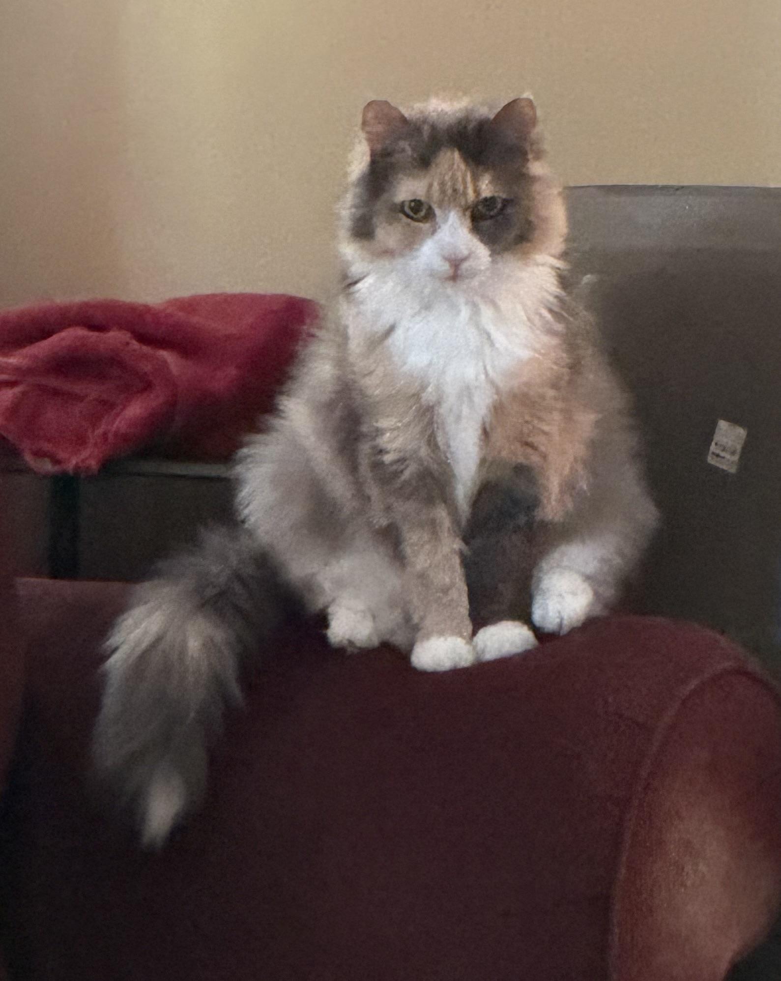 Sunny 6475, Adoptable, Senior Female Calico.