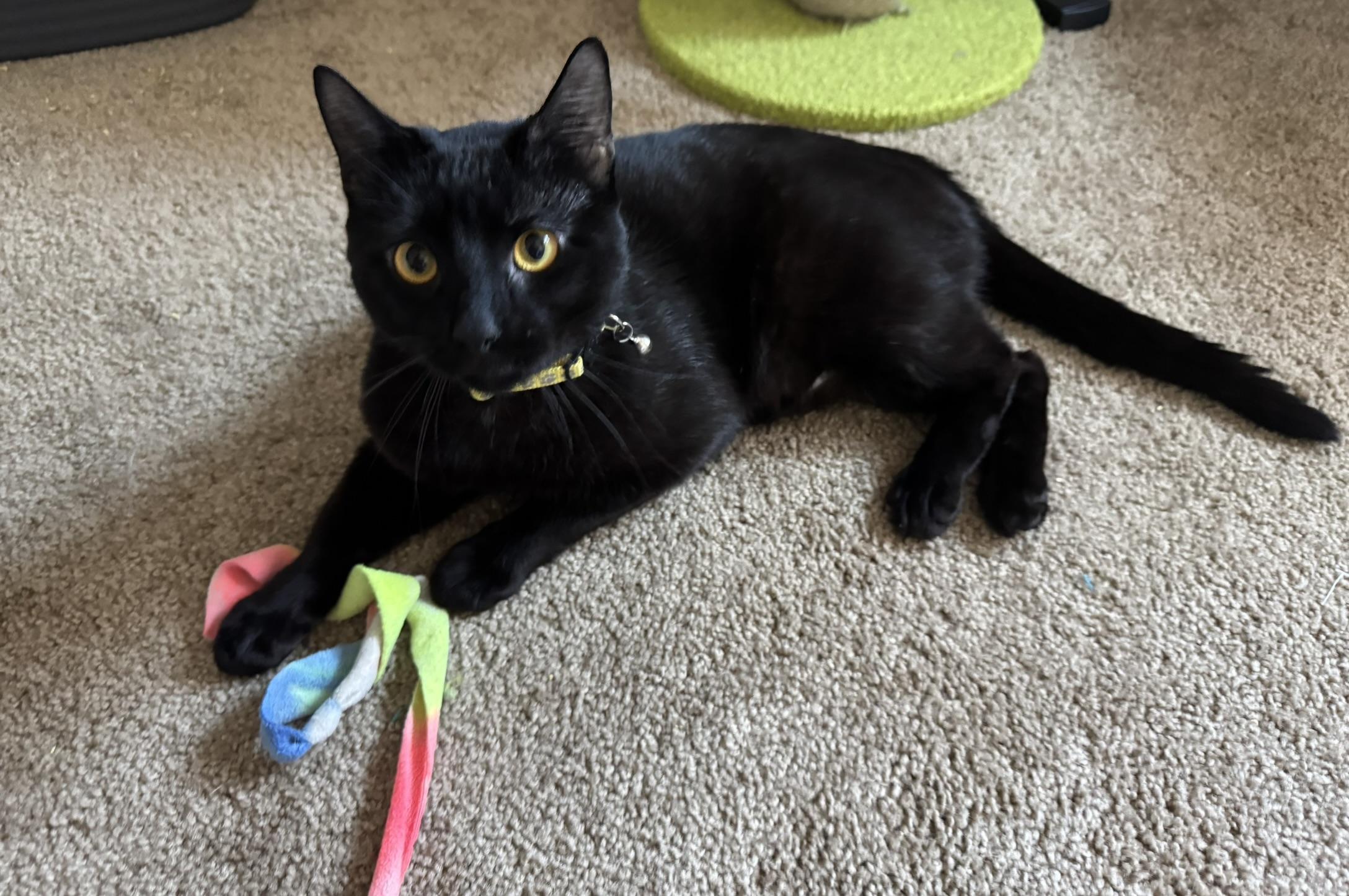 Champa, ADOPTABLE, Young Male Domestic Short Hair.