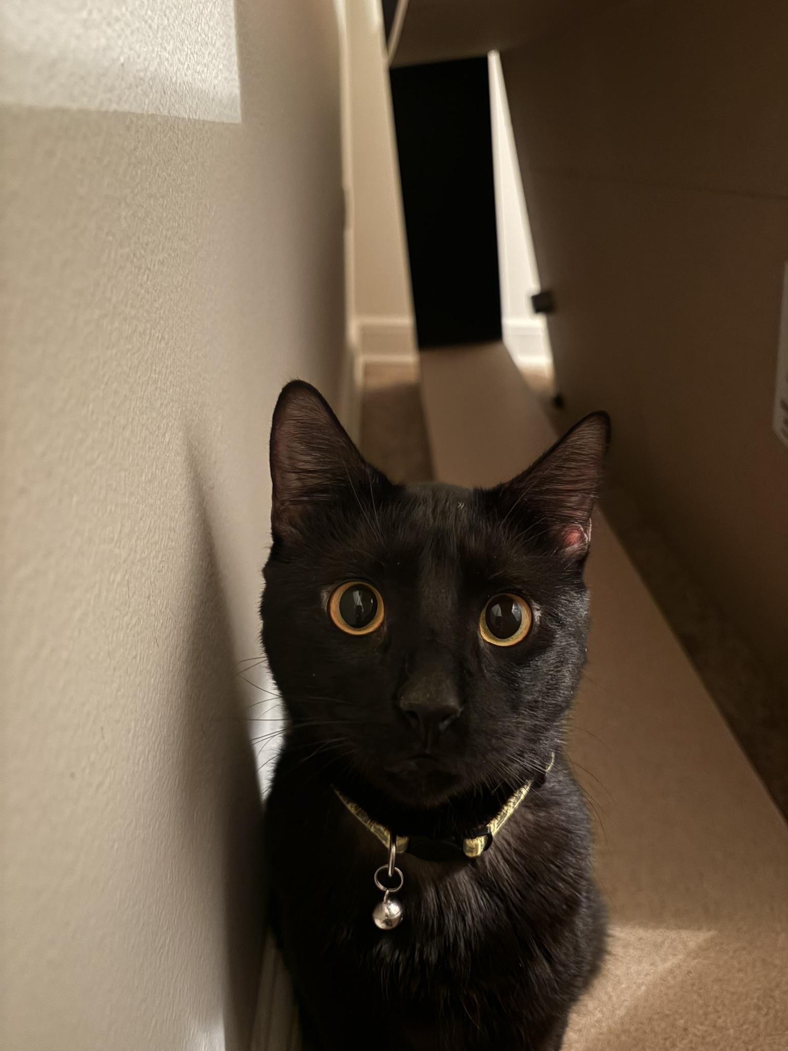Enlarge Champa, a ADOPTABLE Domestic Short Hair in Allentown, PA image 2/3
