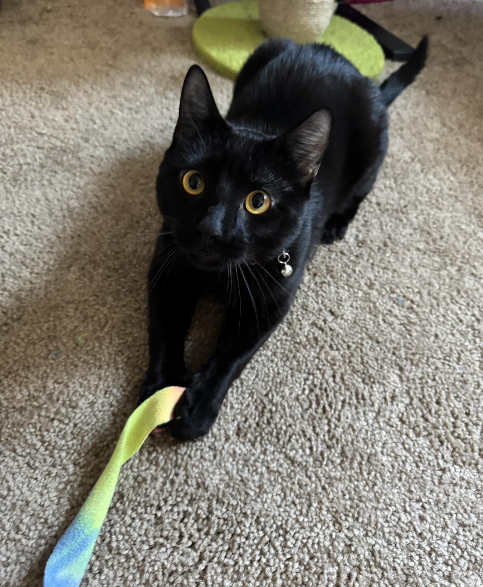 Enlarge Champa, a ADOPTABLE Domestic Short Hair in Allentown, PA image 3/3