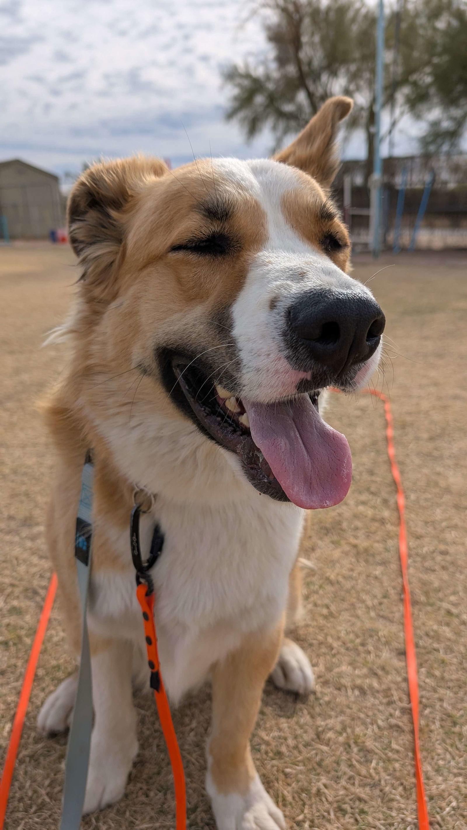 Jubilee, Adoptable, Adult Male Husky & American Staffordshire Terrier.