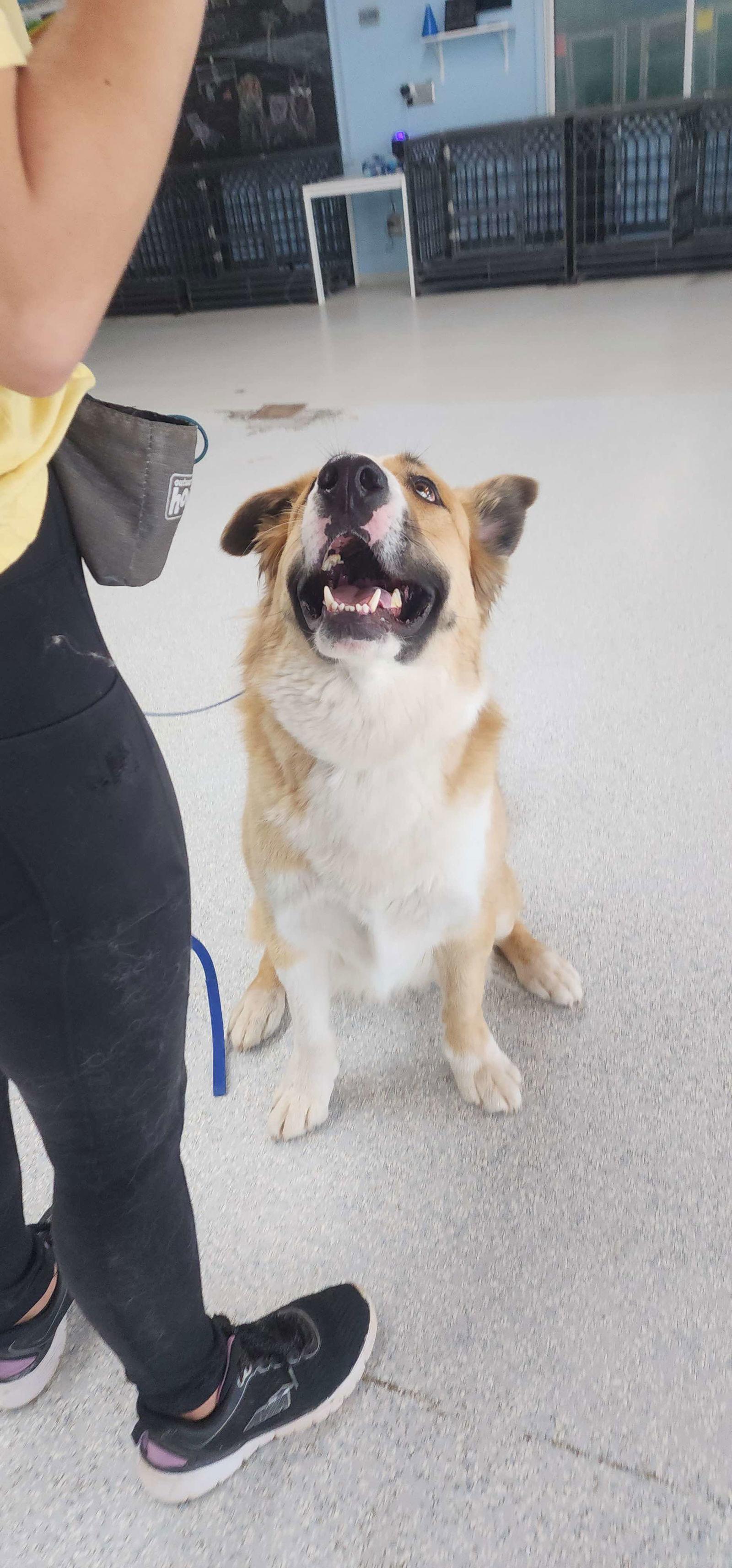 Jubilee, Adoptable, Adult Male Husky & American Staffordshire Terrier.