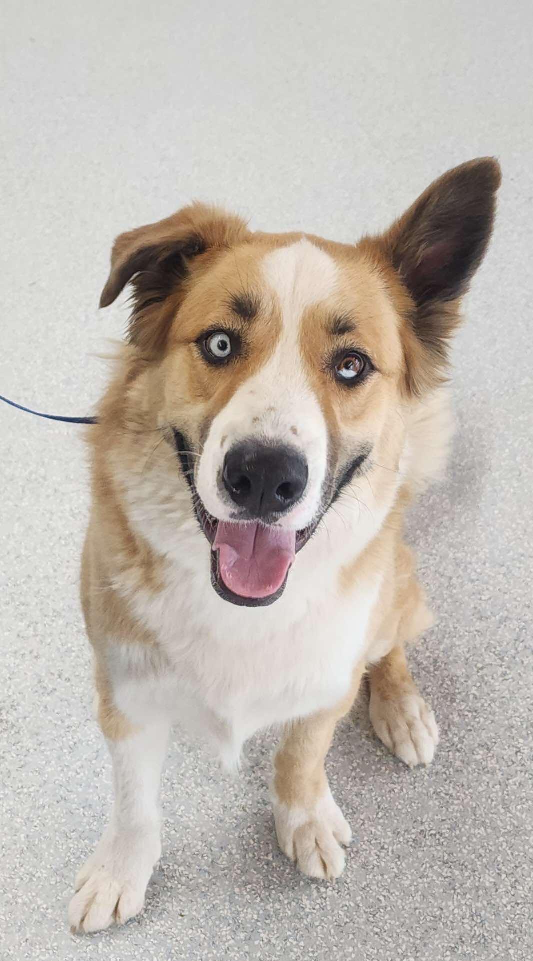 Enlarge Jubilee, a Adoptable mixed breed in Phoenix, AZ image 3/3