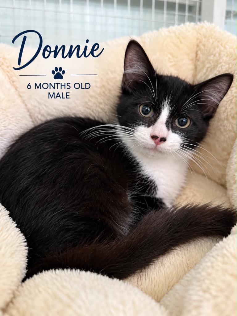 Enlarge Donnie, a Adoptable mixed breed in Kingsland, GA image 1/1