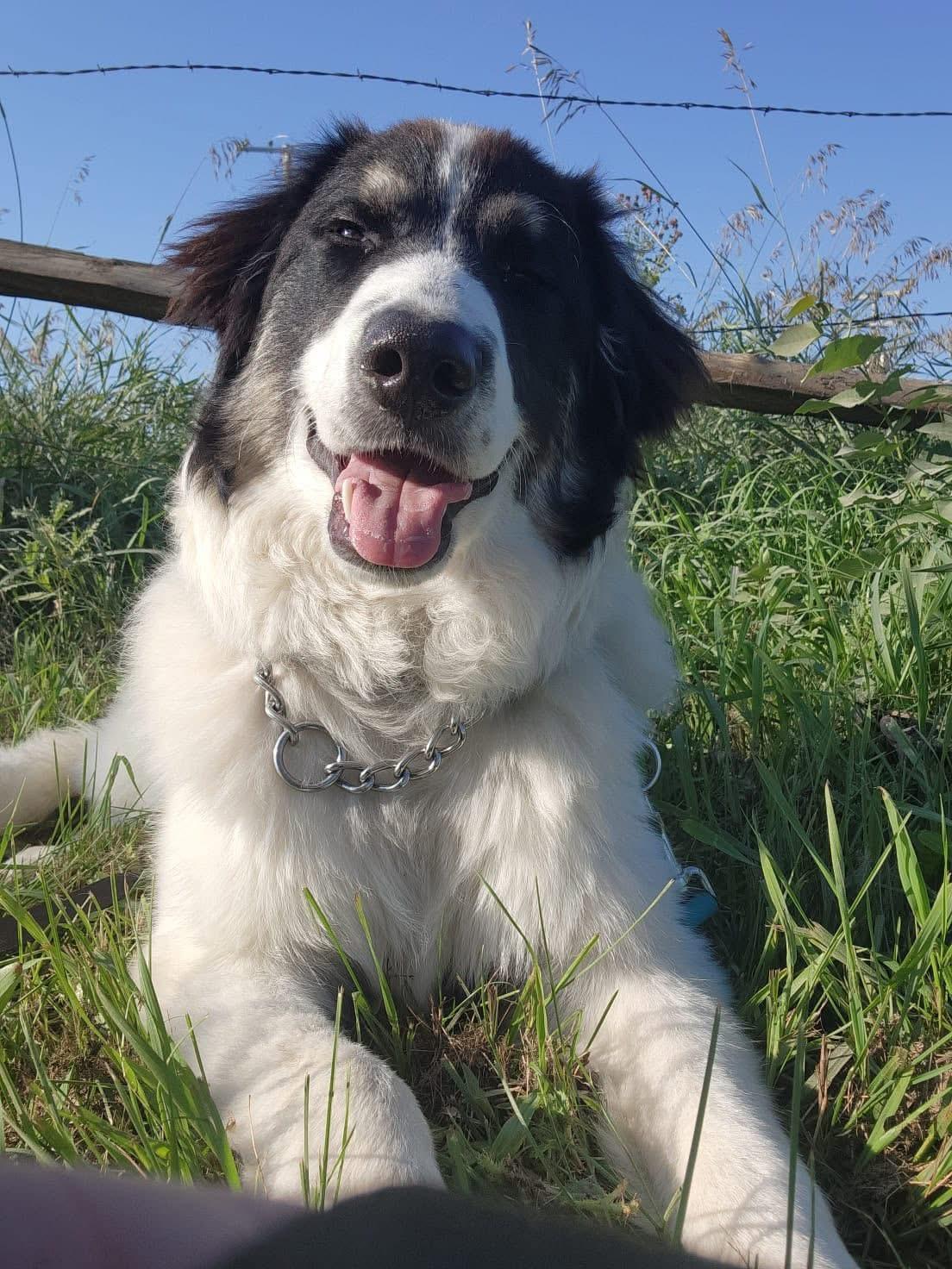 Tim, an adoptable Labrador Retriever in Humboldt , SK, S0K 2A0 | Photo Image 3