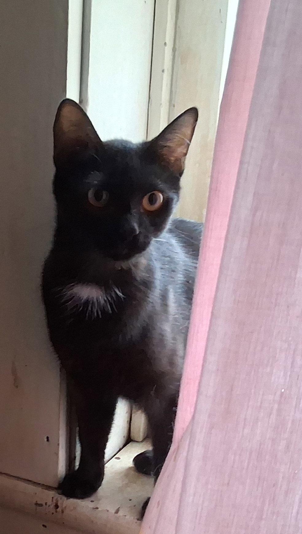 Augusta, Adoptable, Young Female Domestic Short Hair.