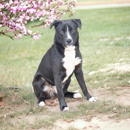 Silas, a Adoptable mixed breed in Bedford, IN image 2/3