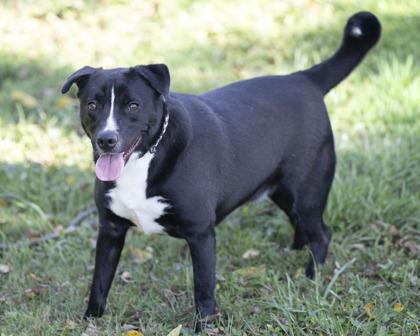 Silas, Adoptable, Adult Male Mixed Breed.