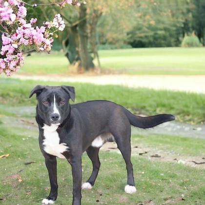 Silas, a Adoptable mixed breed in Bedford, IN image 3/3