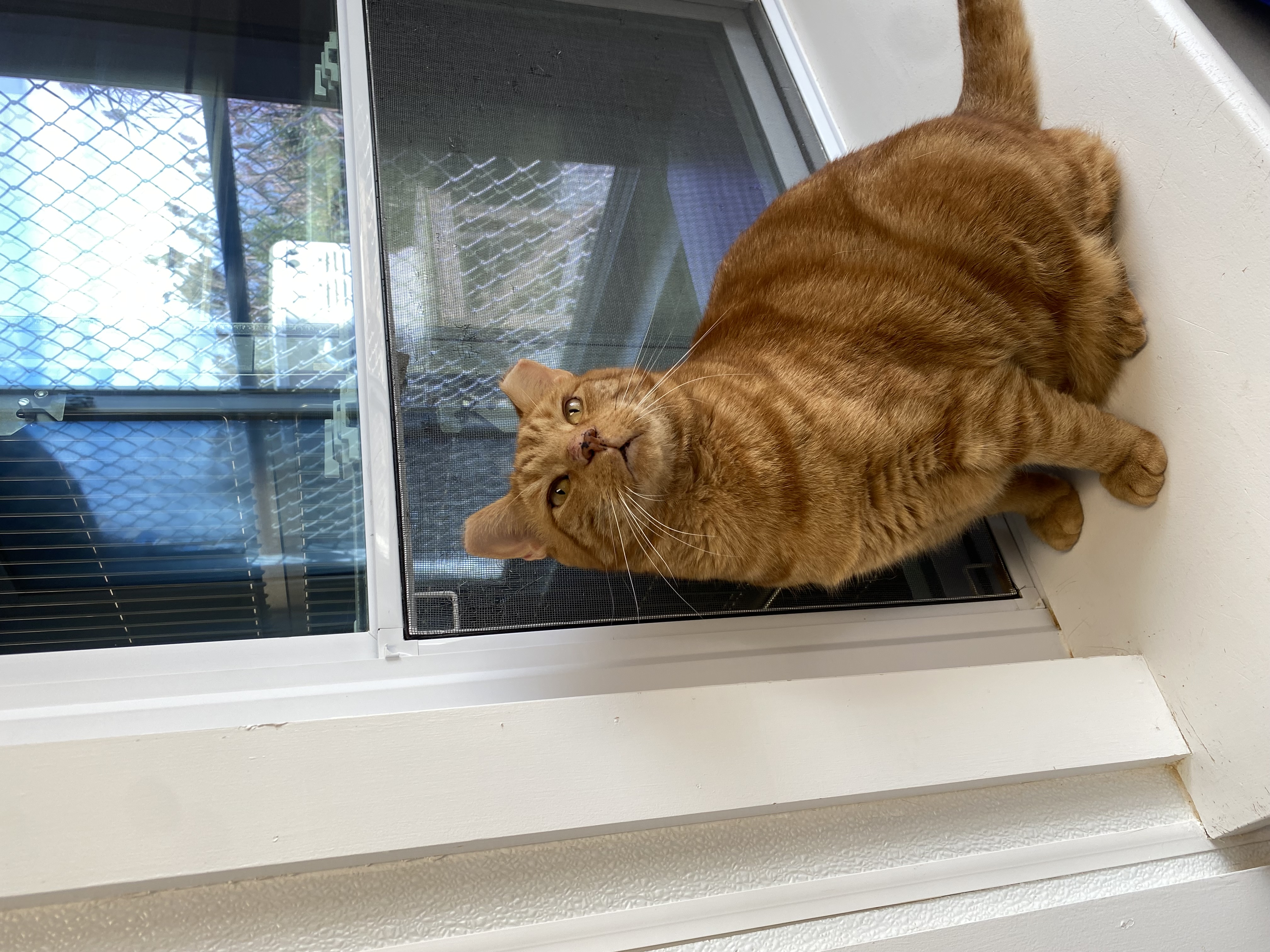 Pumpkin, Adoptable, Adult Male Domestic Short Hair.