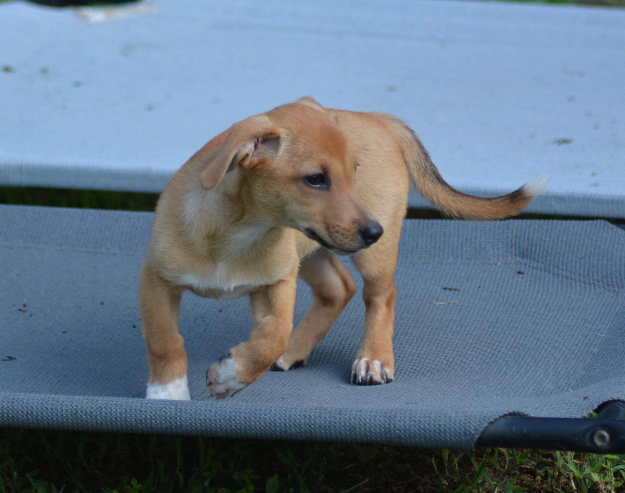 Enlarge Princess Leia (D2017), a ADOPTABLE mixed breed in Hayes, VA image 1/6