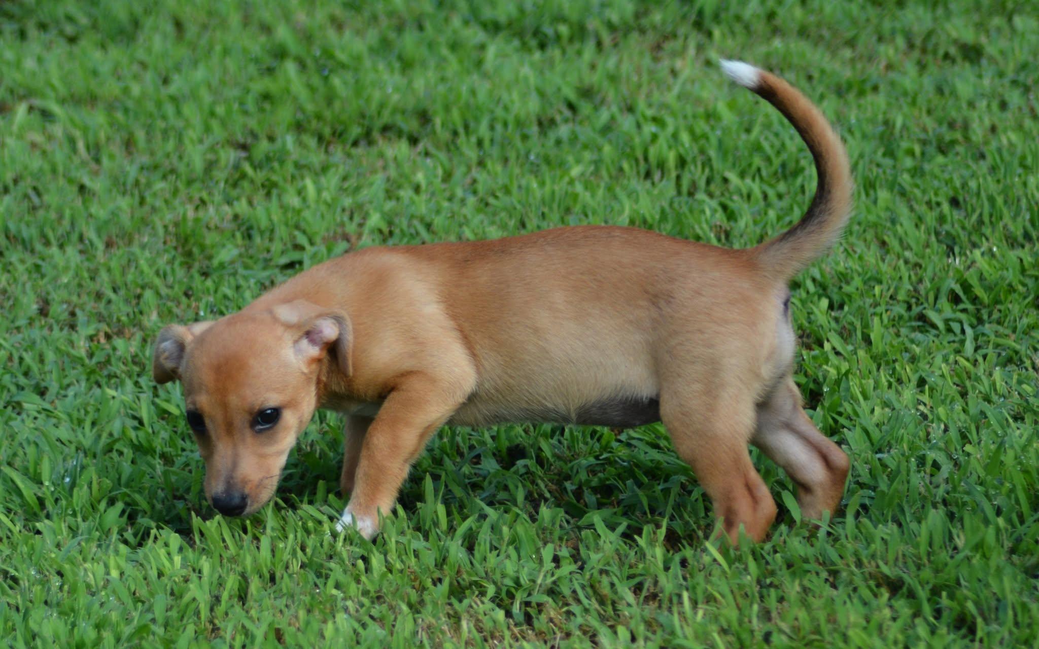 Enlarge Princess Leia (D2017), a ADOPTABLE mixed breed in Hayes, VA image 5/6