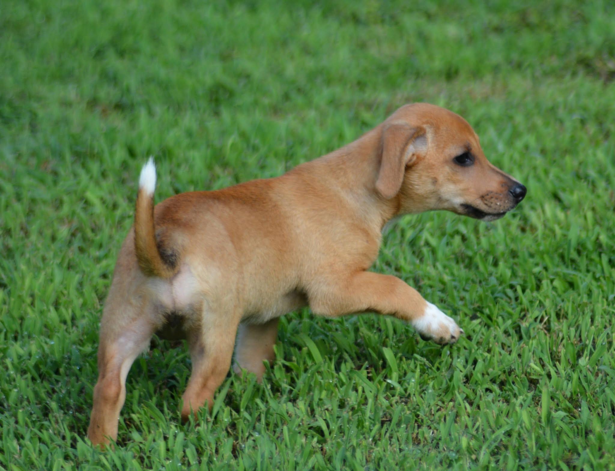 Enlarge Princess Leia (D2017), a ADOPTABLE mixed breed in Hayes, VA image 3/6
