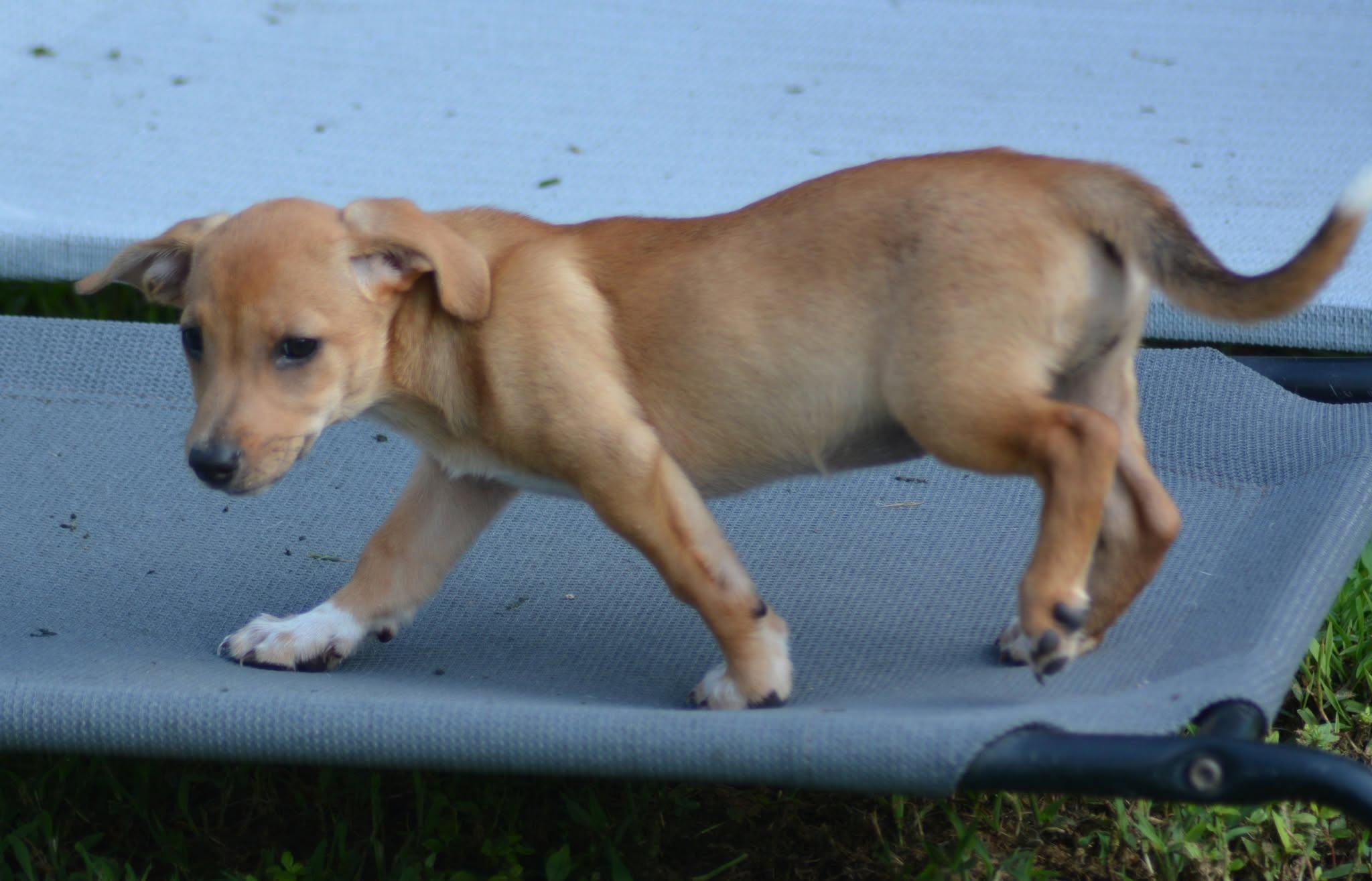 Enlarge Princess Leia (D2017), a ADOPTABLE mixed breed in Hayes, VA image 4/6